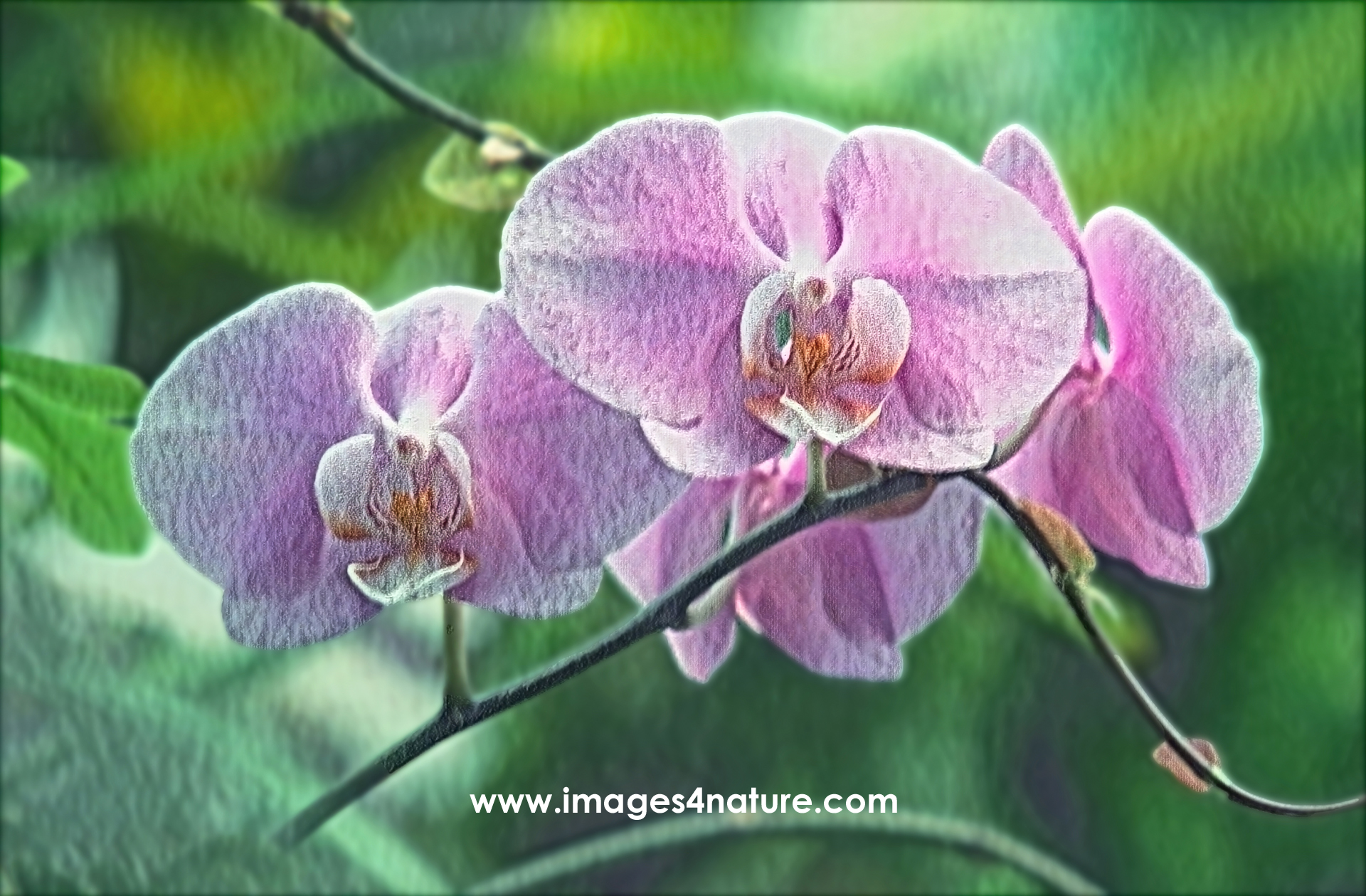 Close up on a pink-white colored orchid against green background