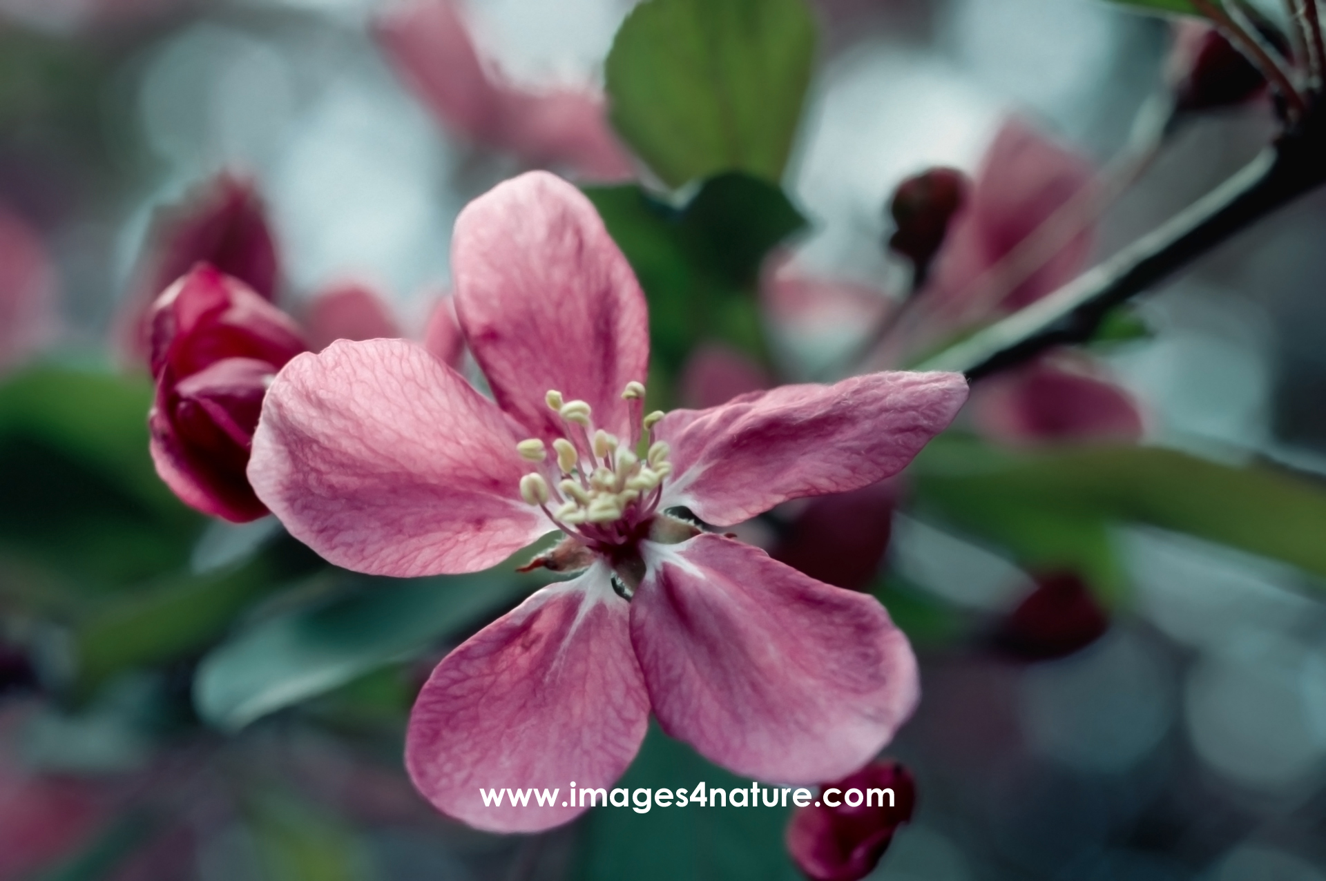 Close-up of red apple tree blossom in springtime