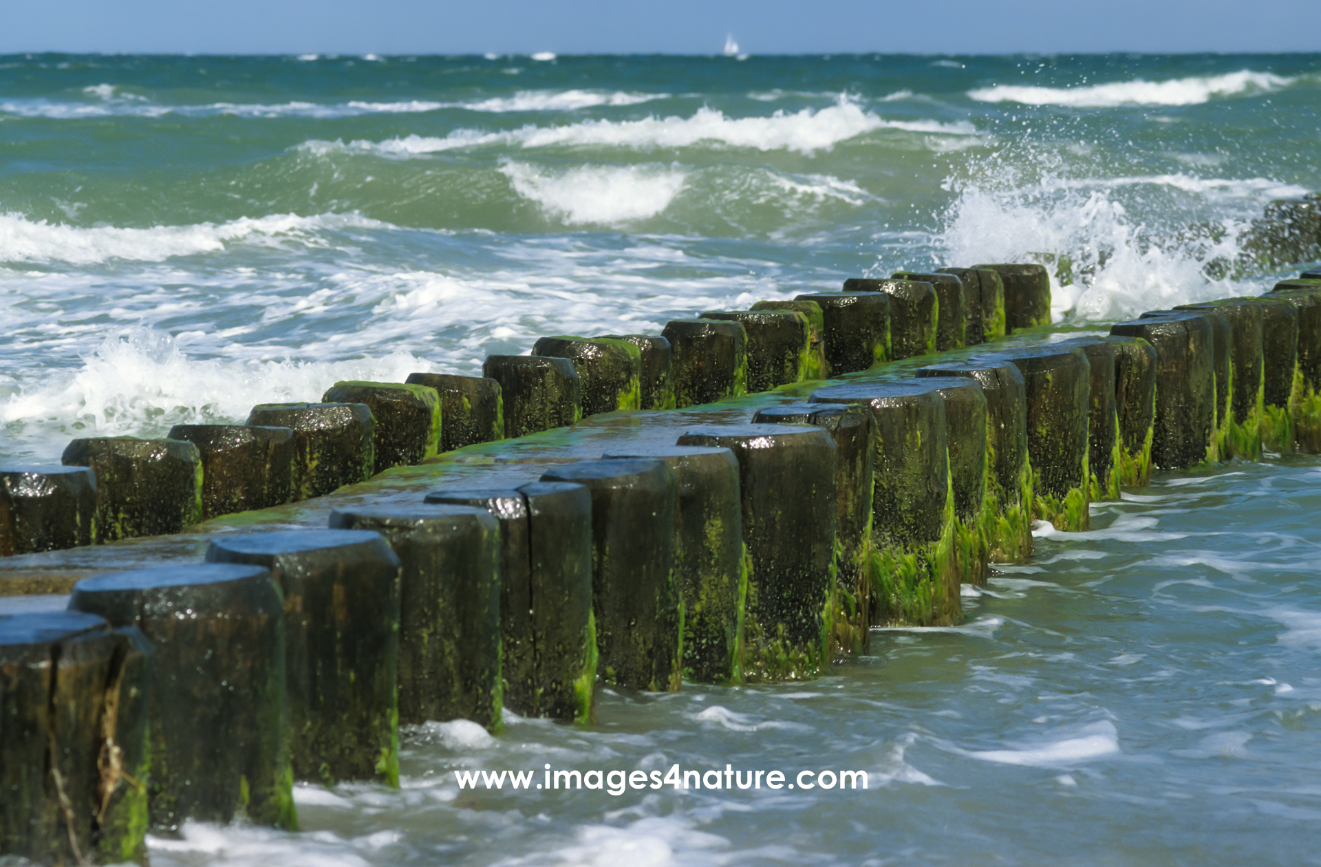 Diagonal double line of tree trunks as breakwater in the waves of the Baltic Sea