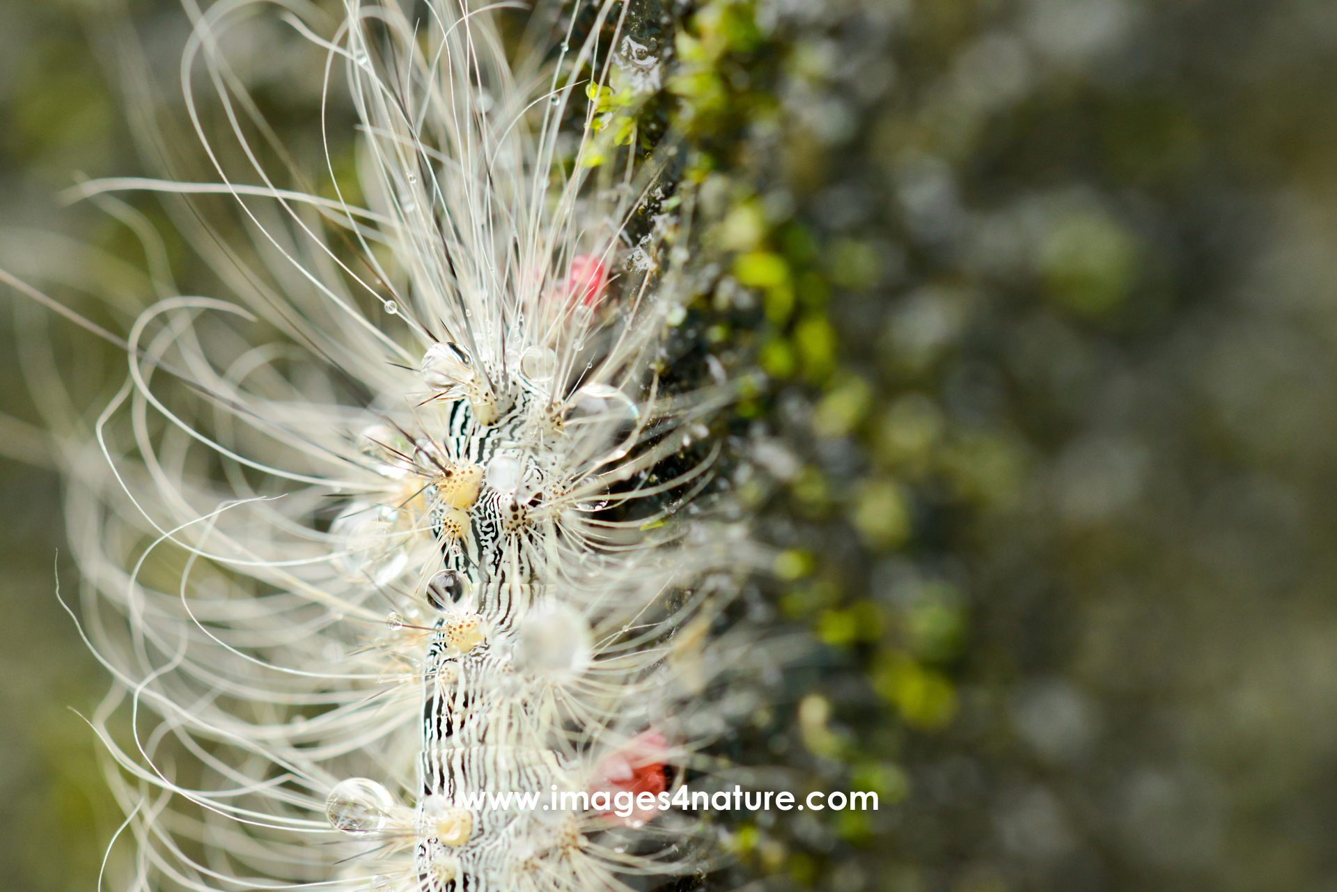 Macro-shot of a caterpillar with white hair