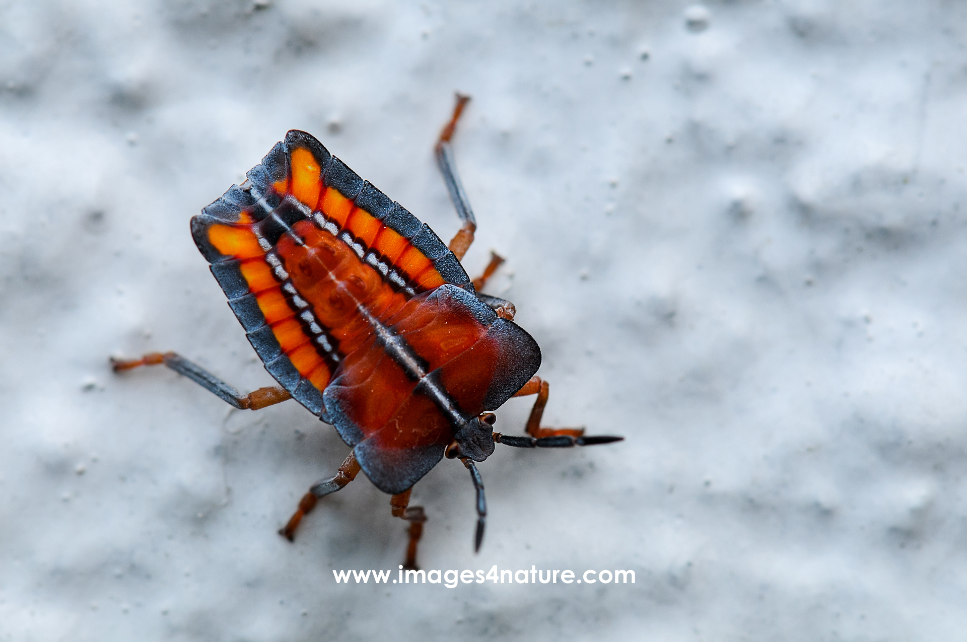 Close up on a bright orange bug sitting on a textured white wall