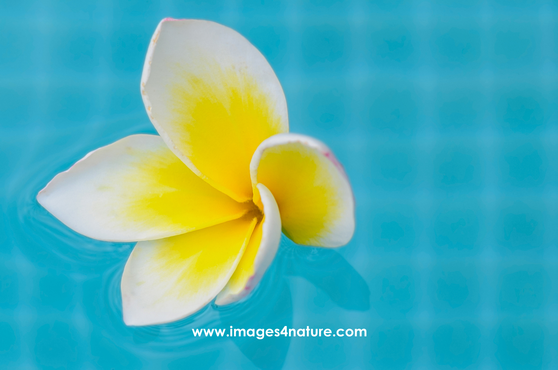 Close-up on a white with yellow plumeria flower floating in a swimming pool