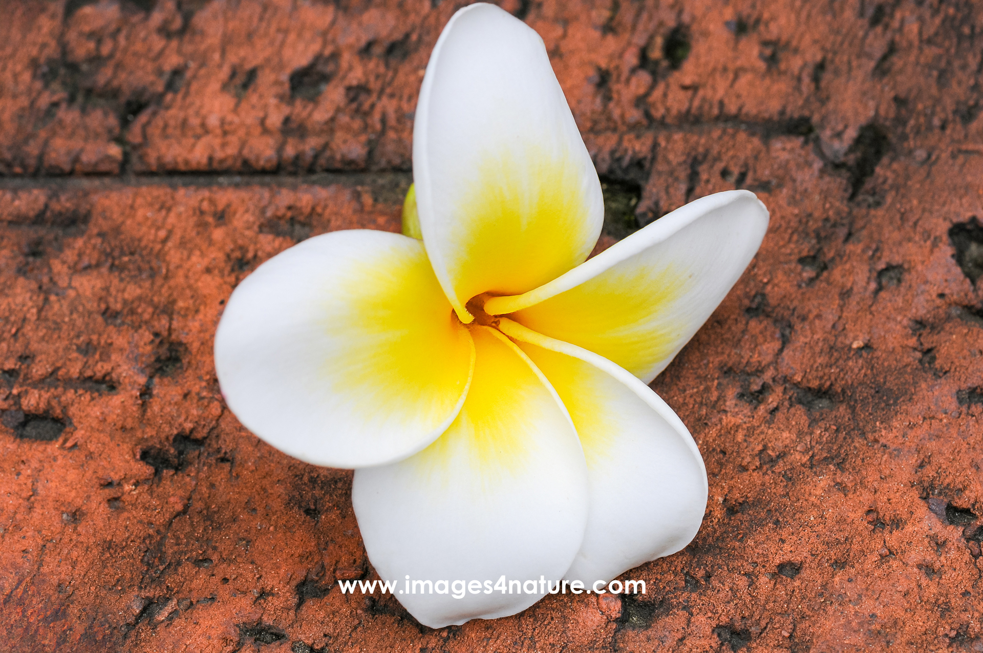 Close-up on a white with yellow plumeria flower lying in a red brick
