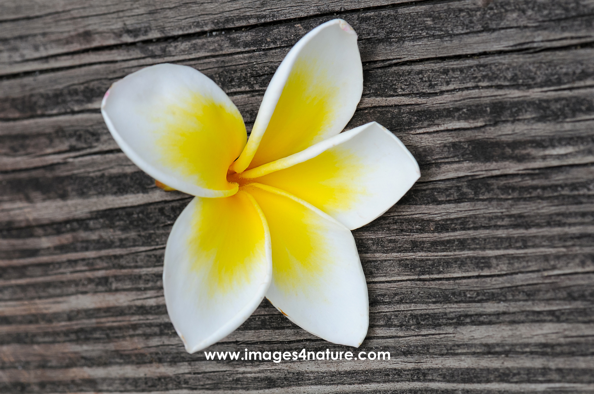 Close-up on a white with yellow plumeria flower lying on a wooden plank