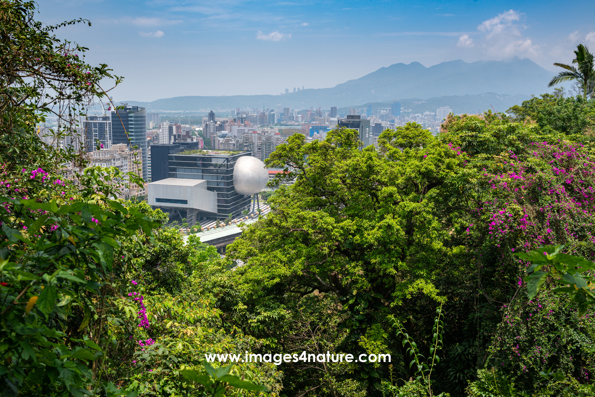 Scenic view of Taipei's Shilin District from a mountain hiking trail, with subtropical forest in the foreground