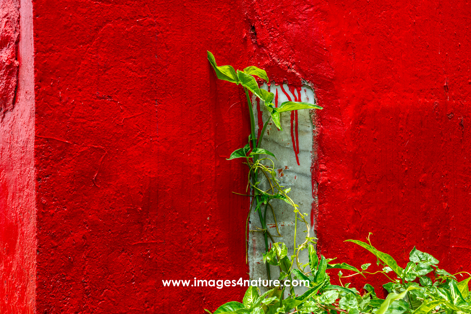 Rustic wall in bright red color with a green plant climbing up within a non-painted white area