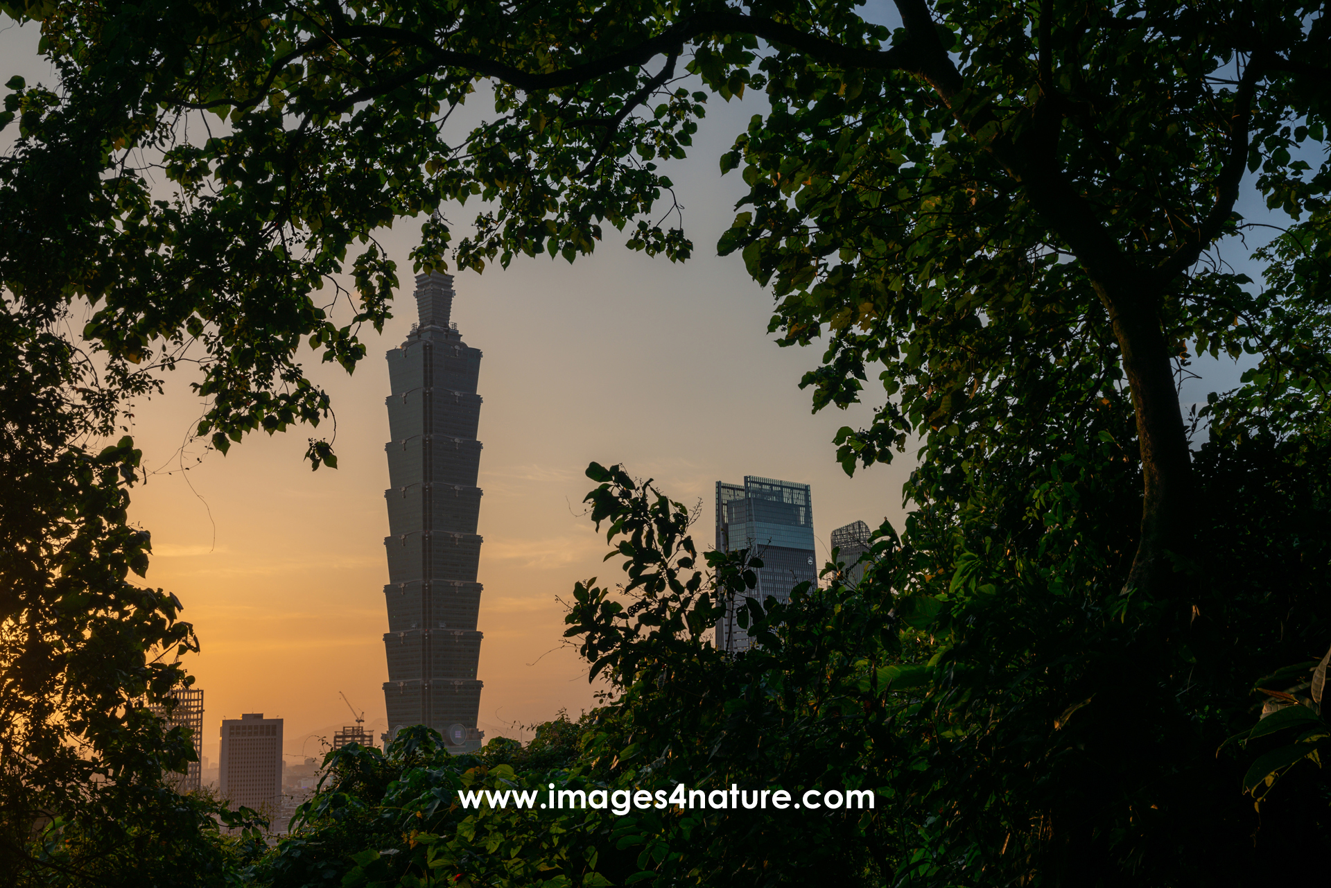 Evening view of Taipei 101 against a colorful sunset sky, framed by trees of a subtropical forest