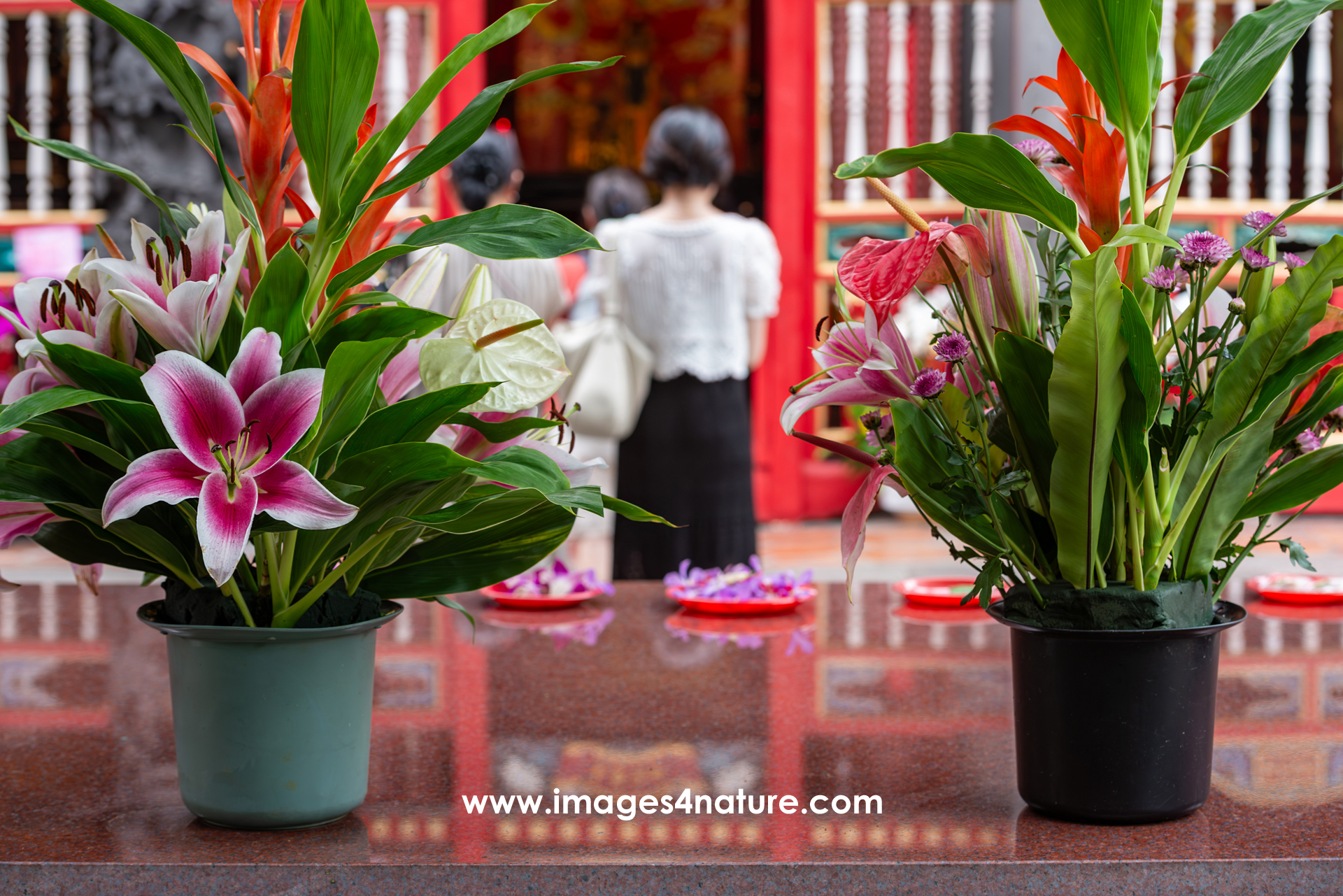 Two pots with beautiful flowers framing pilgrims praying at a buddhist temple