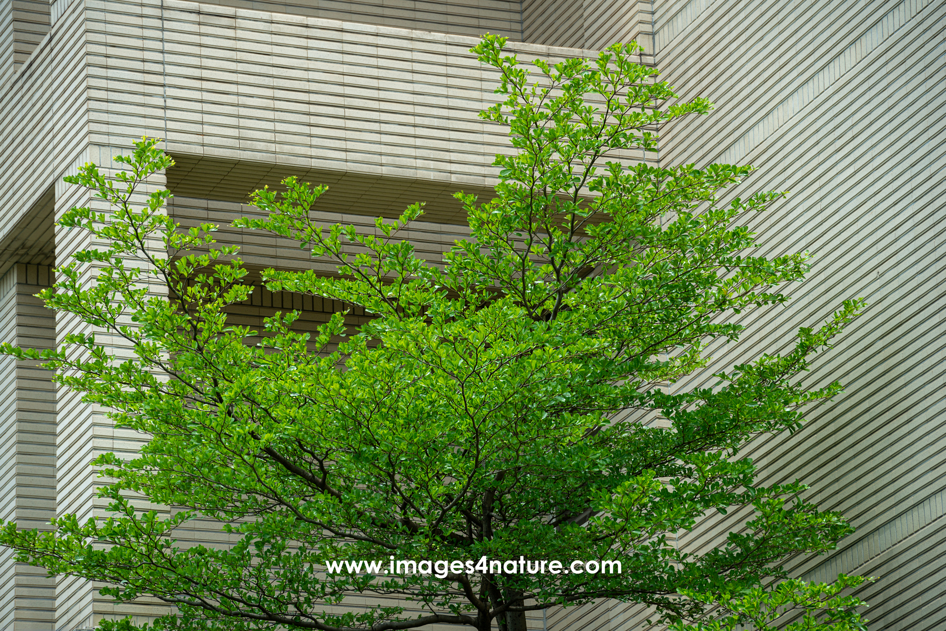 Low-angle view of a tree with fresh green leaves against the backdrop of a white building