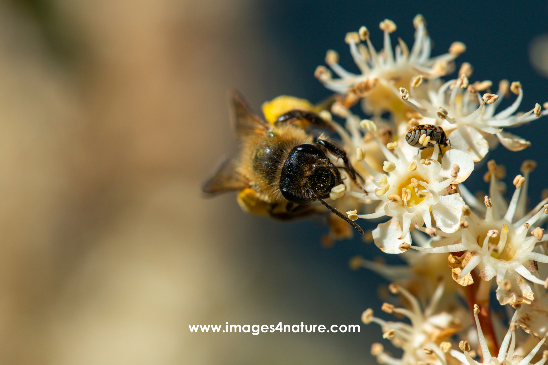 Close-up on the head of a honey bee on top of some white flowers approaching a small bug
