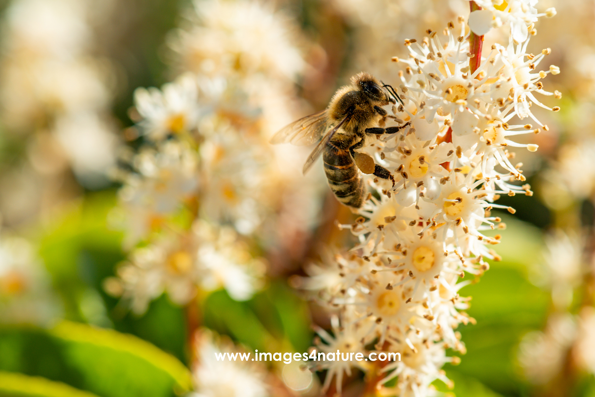 A single honey bee with lots of pollen on one of its legs harvesting white flowers in full bloom