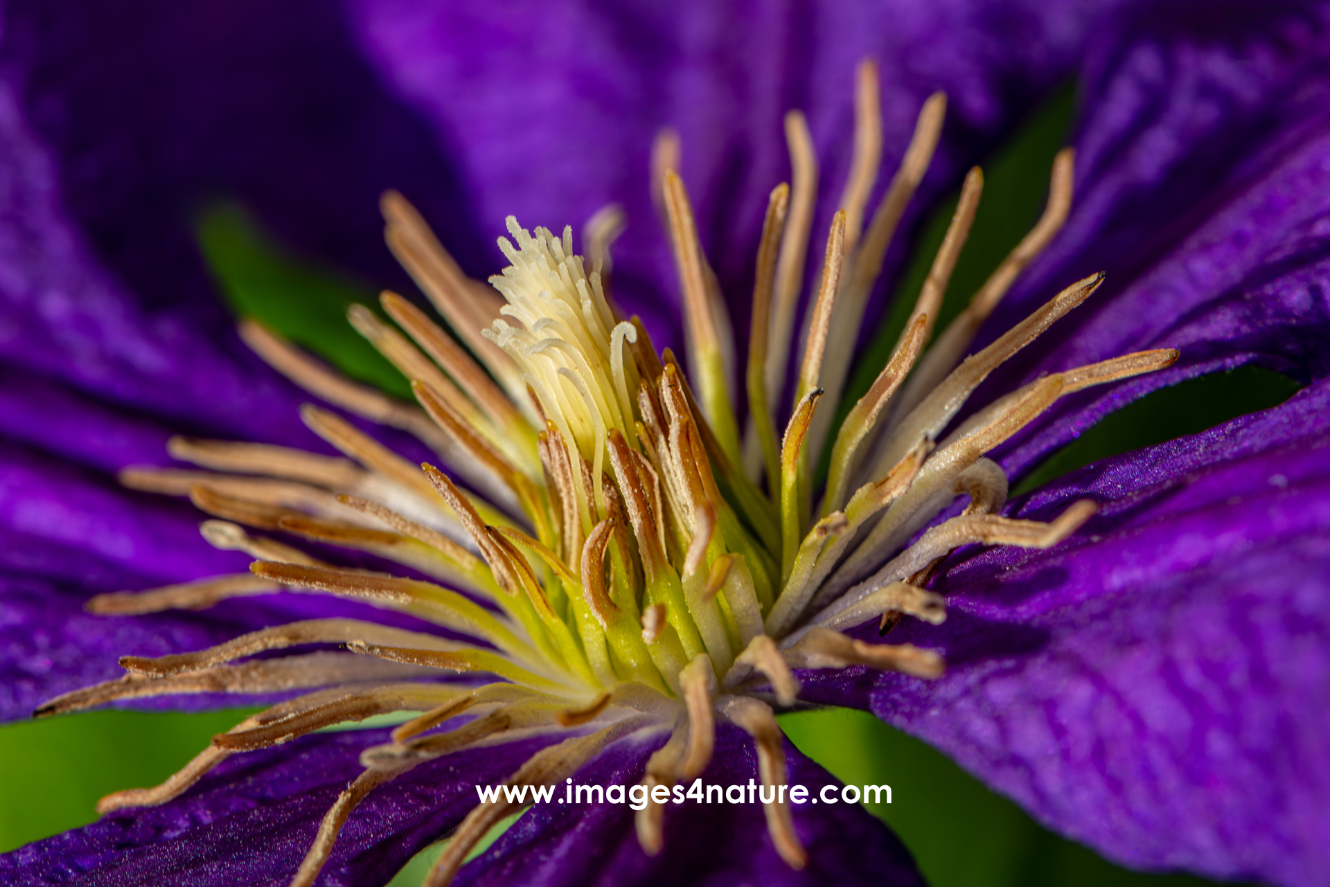 Macro shot of the crown-shaped center of a dark purple clematis flower, showing all the details of the finger stamens