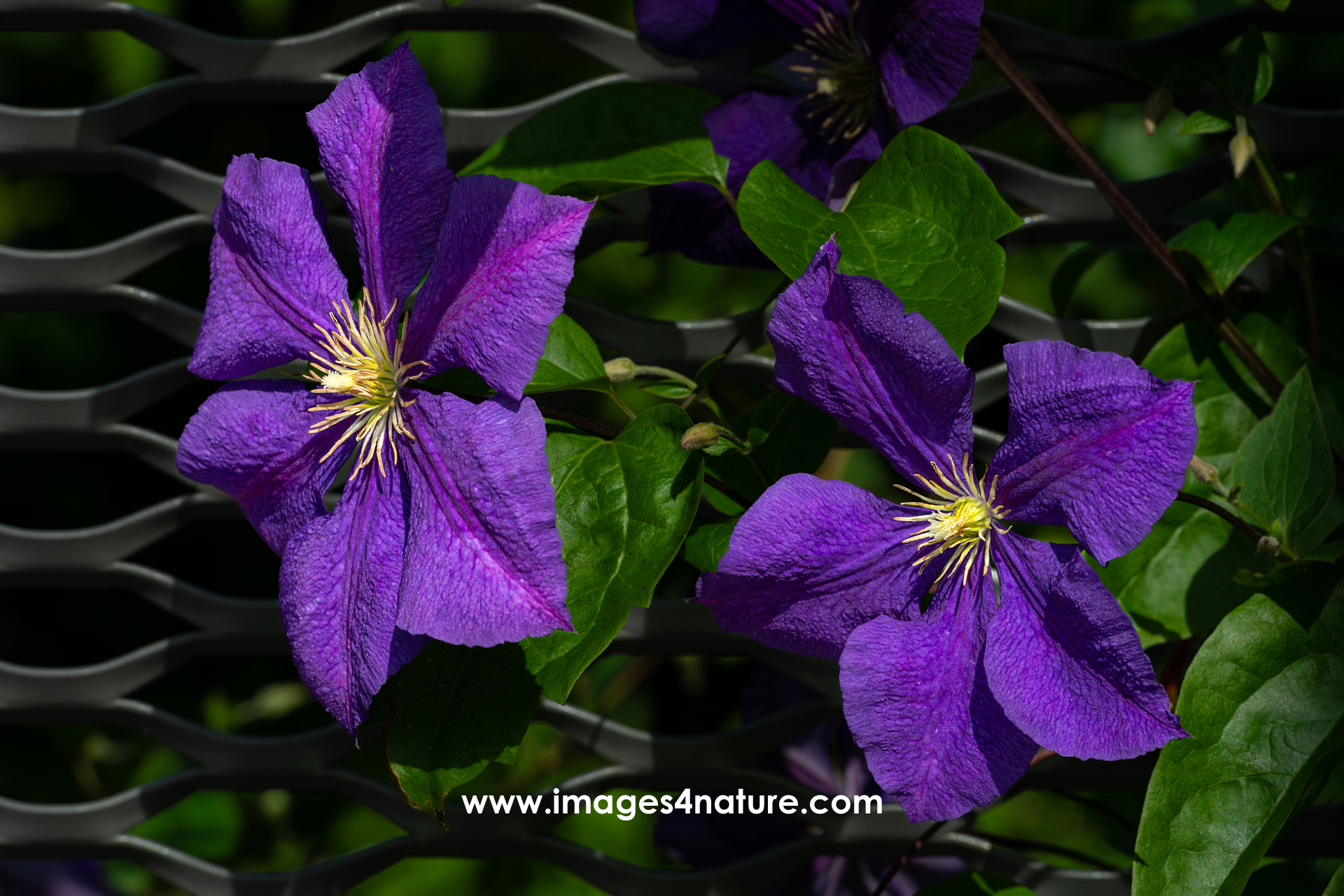 Two large dark purple clematis flowers with green leaves growing though a solid metal fence