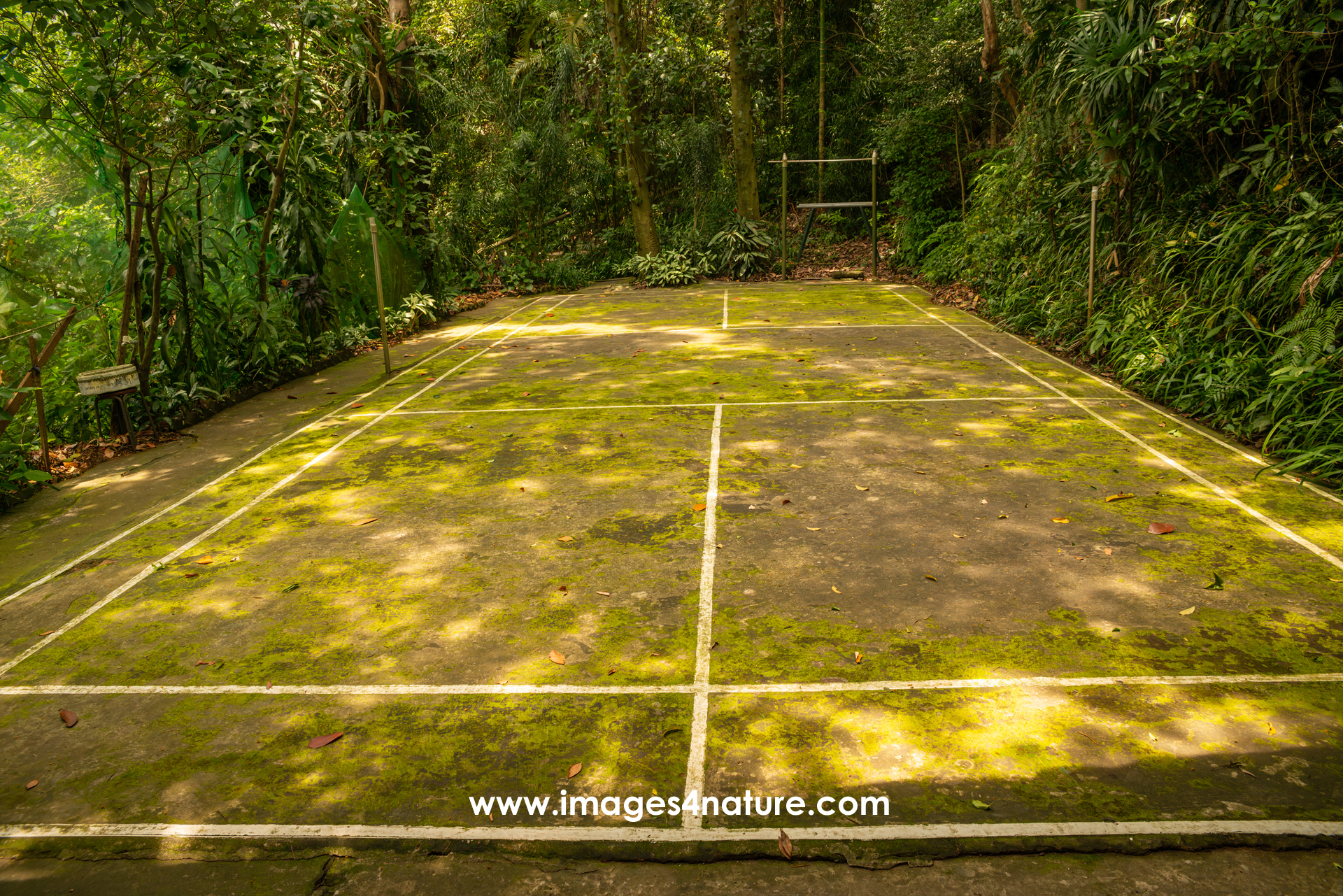 Idyllic yet empty badminton court without net, located within a lush green subtropical forest