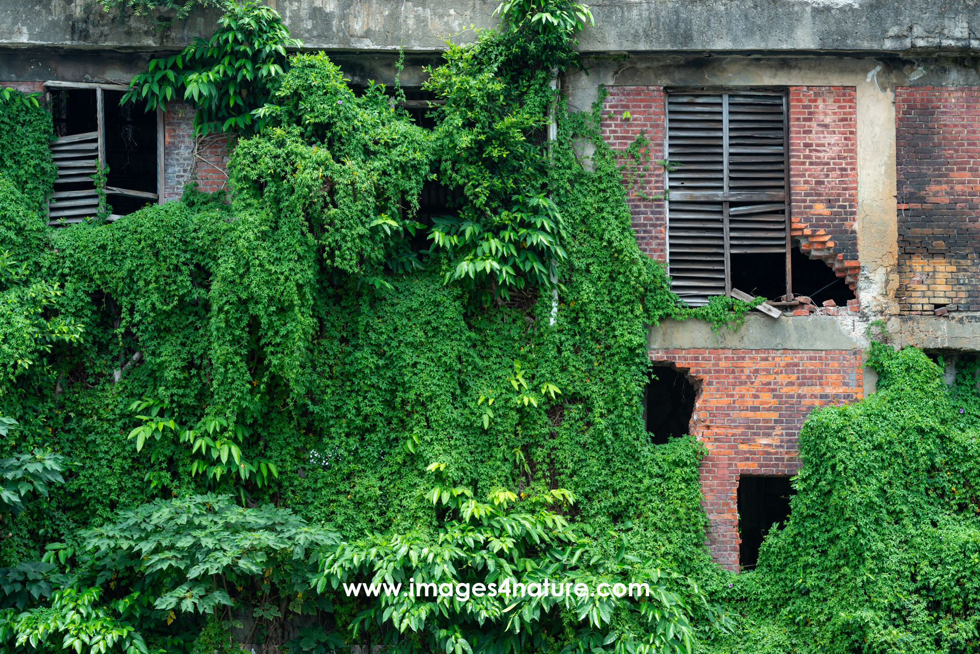 An old factory made of red bricks, almost completely overgrown by vegetation reclaiming natures territory