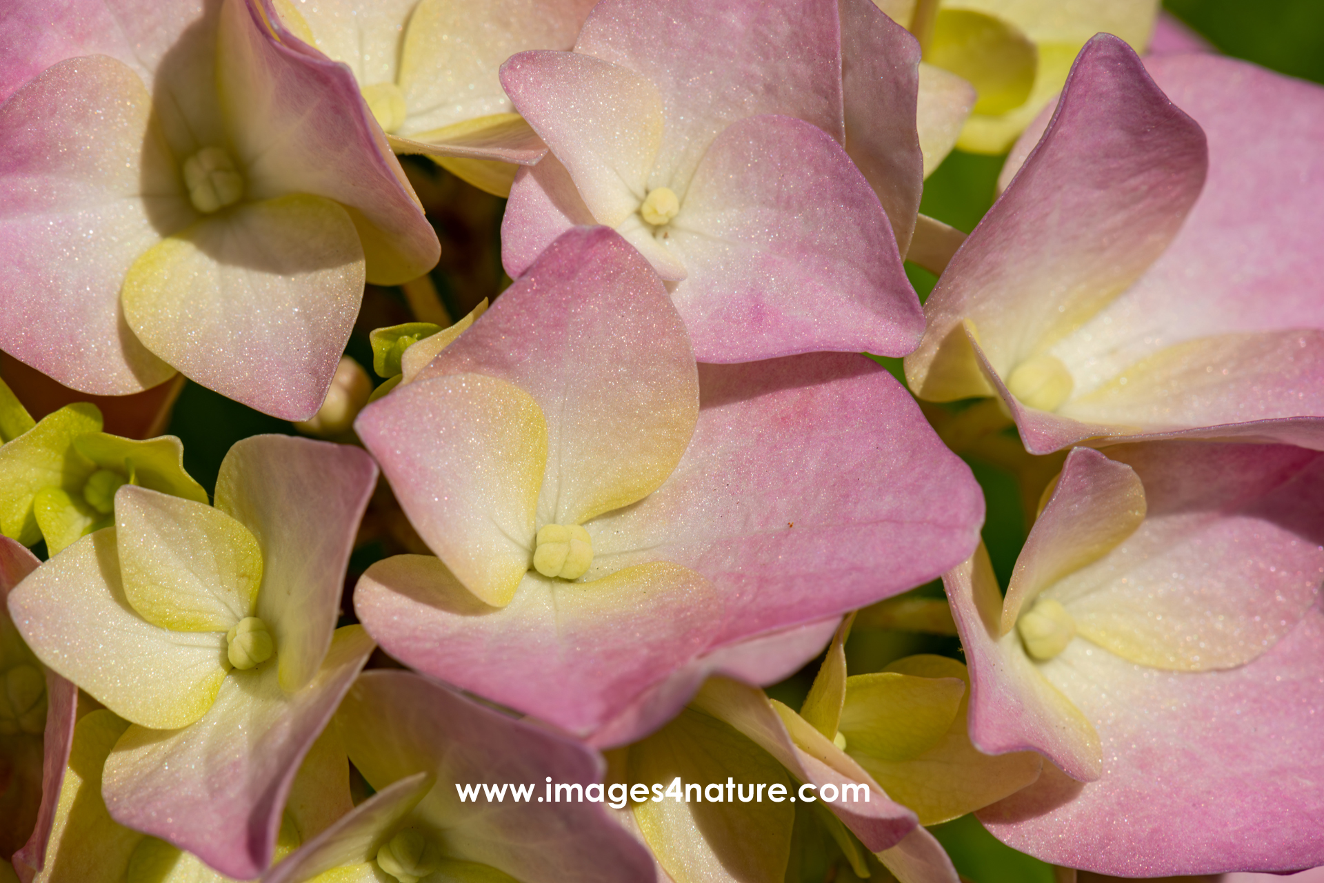Close-up aerial view of a number of sunlit yellow and pink hortensia flowers in full bloom