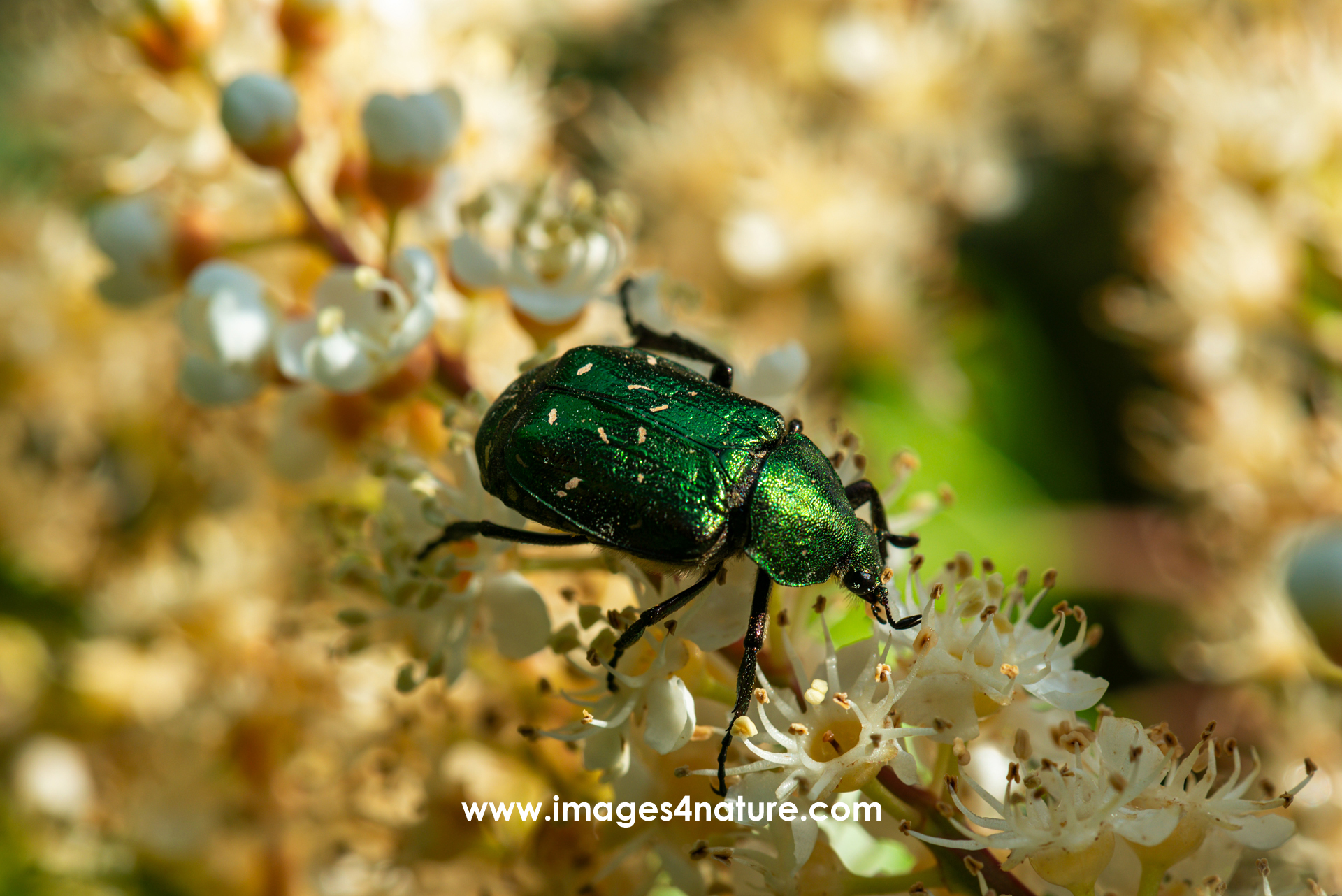 A beautiful metallic green colored beetle walking on top of the blooming white and yellow flowers of a cherry laurel plant