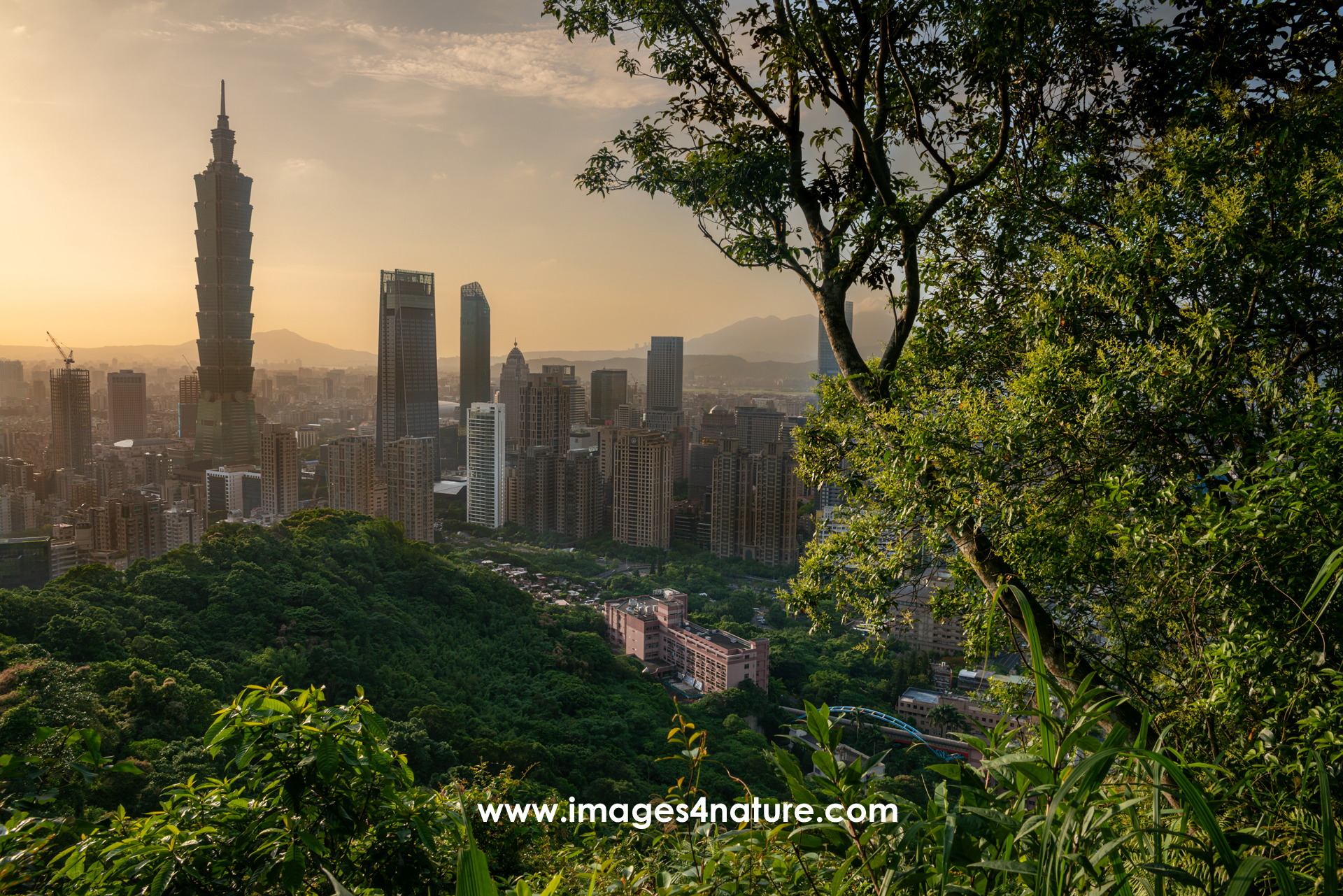 Afternoon view out of the forest onto downtown Taipei with Taipei 101, Breeze Plaza and other high rise buildings