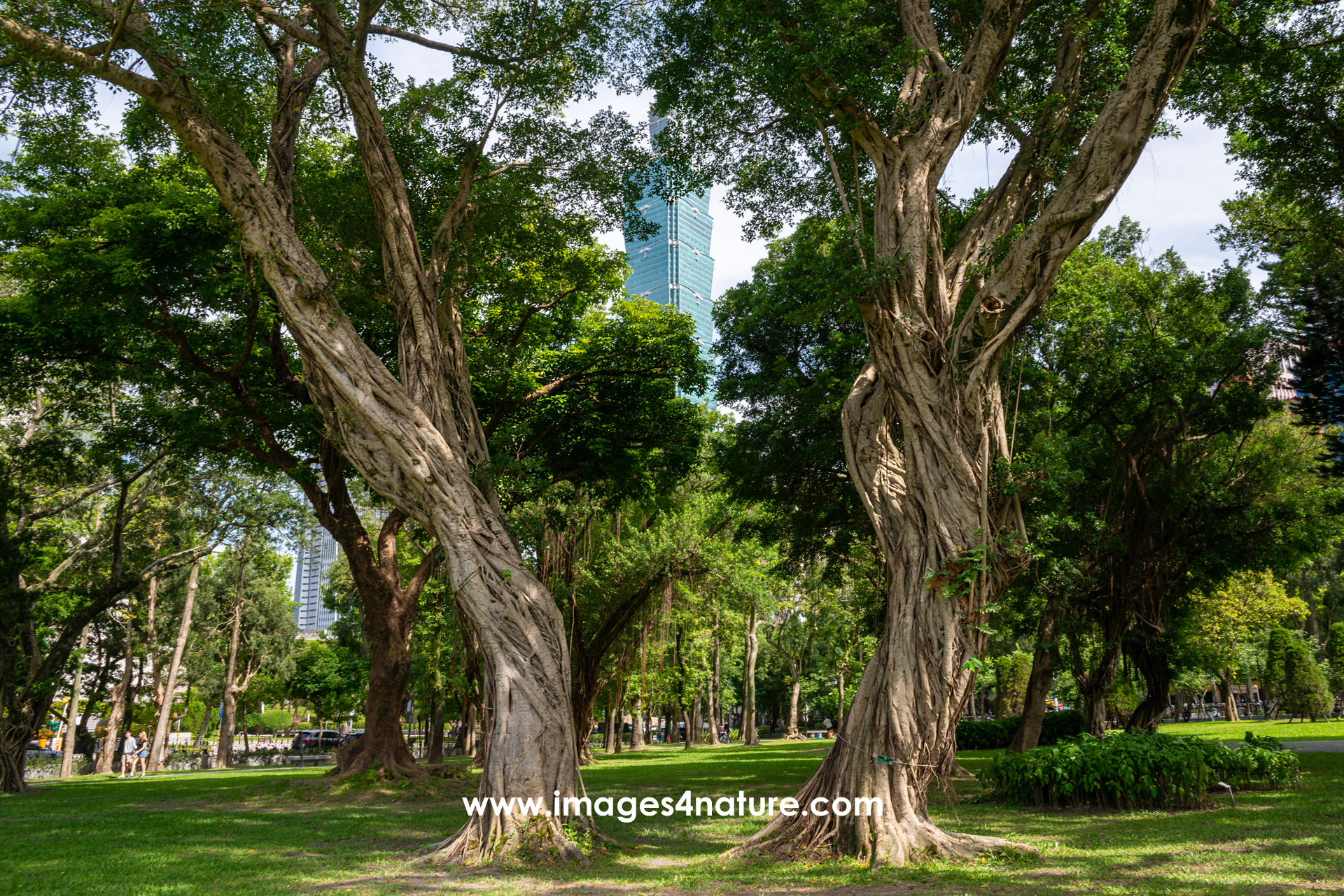 City park with two trees growing in a V-shape, with Taipei 101 sticking out between the leaves