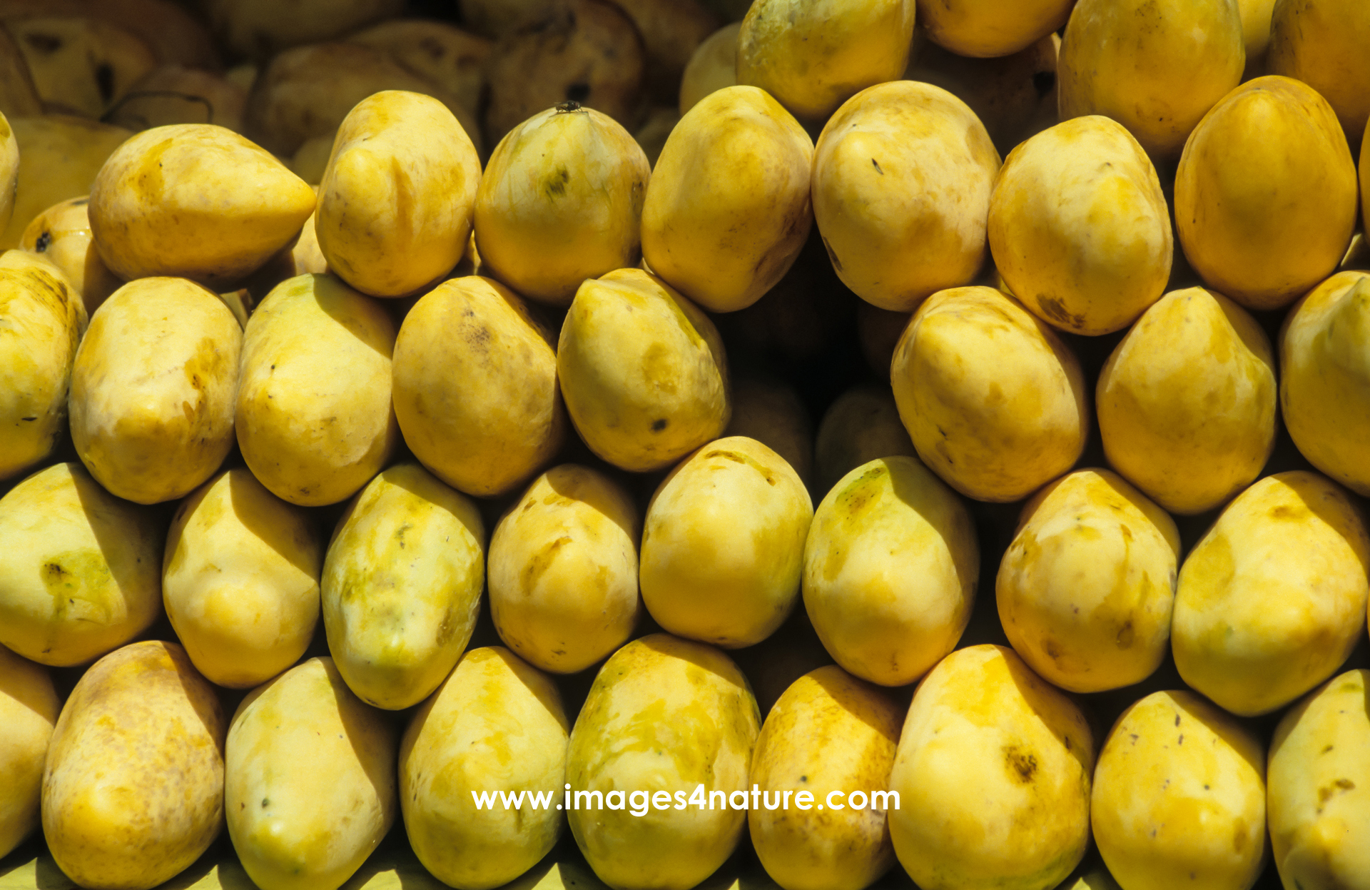 Close-up on market stall presenting yellow mangos artfully stacked in rows