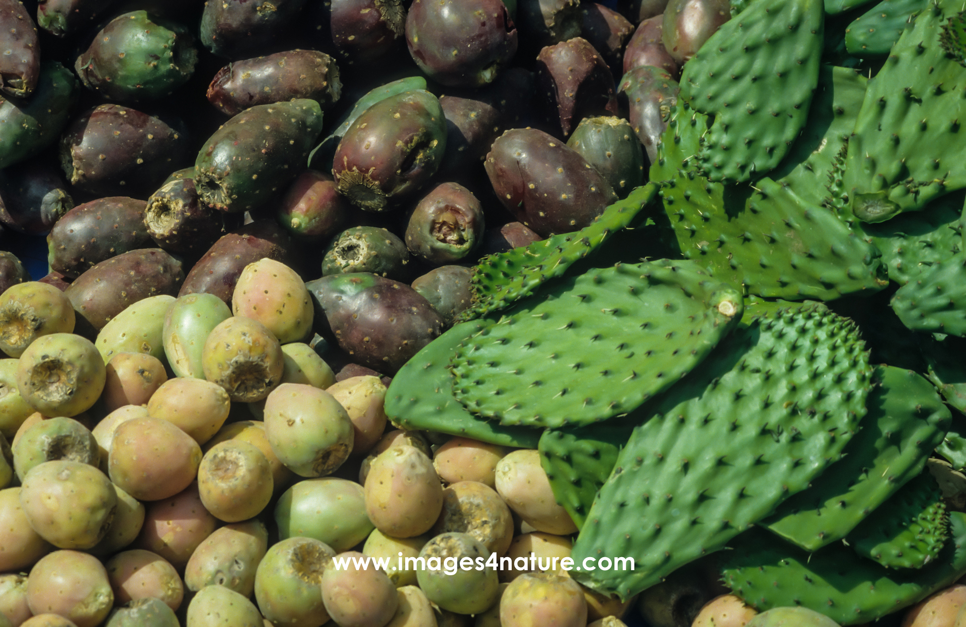 Trilogy of cactus based food, including pads and two different types of prickly pears