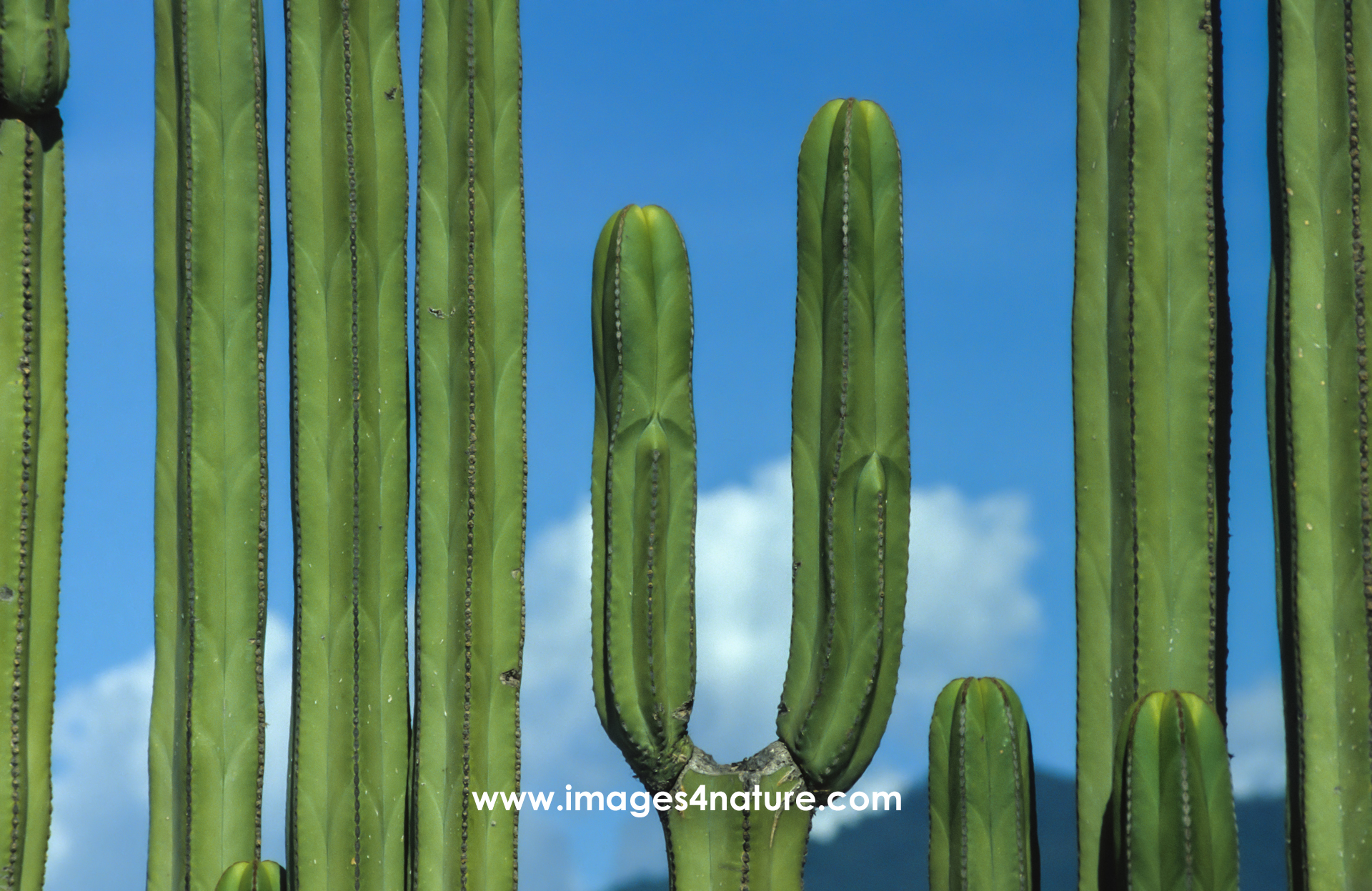 Close-up on columnar cacti planted in a straight line next to each other