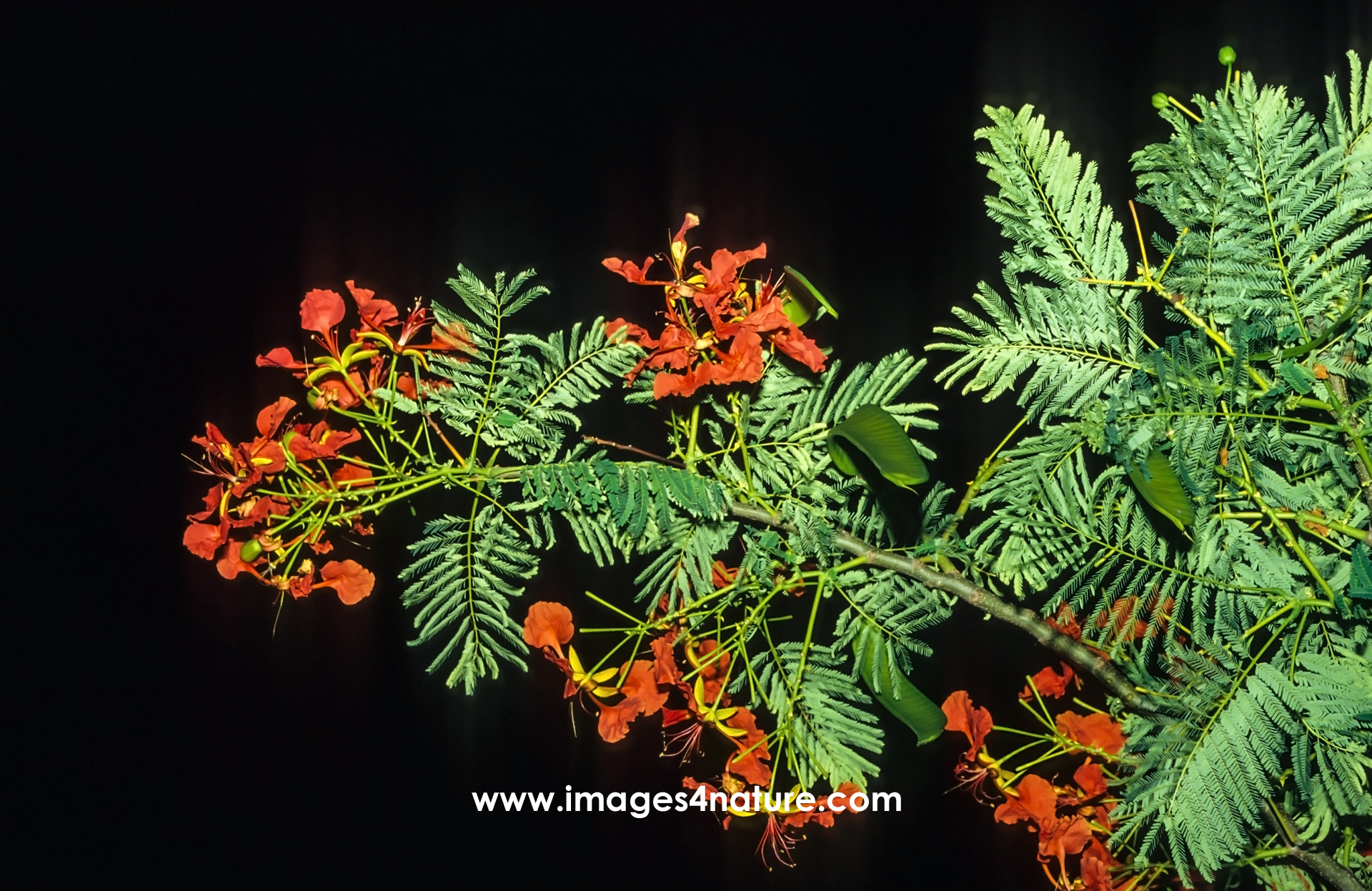 Night shot of a branch of the tropical flame tree with red flowers and green leaves