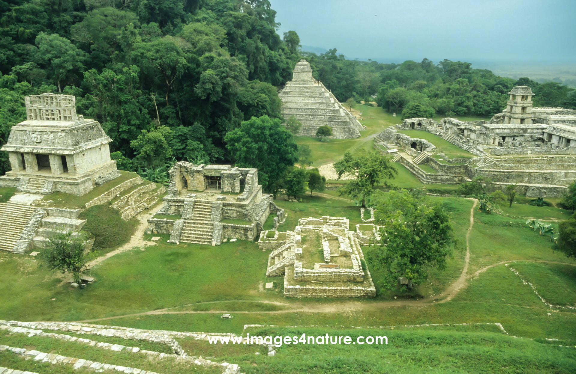 Scenic view of the archeological site of Palenque located in the green forest