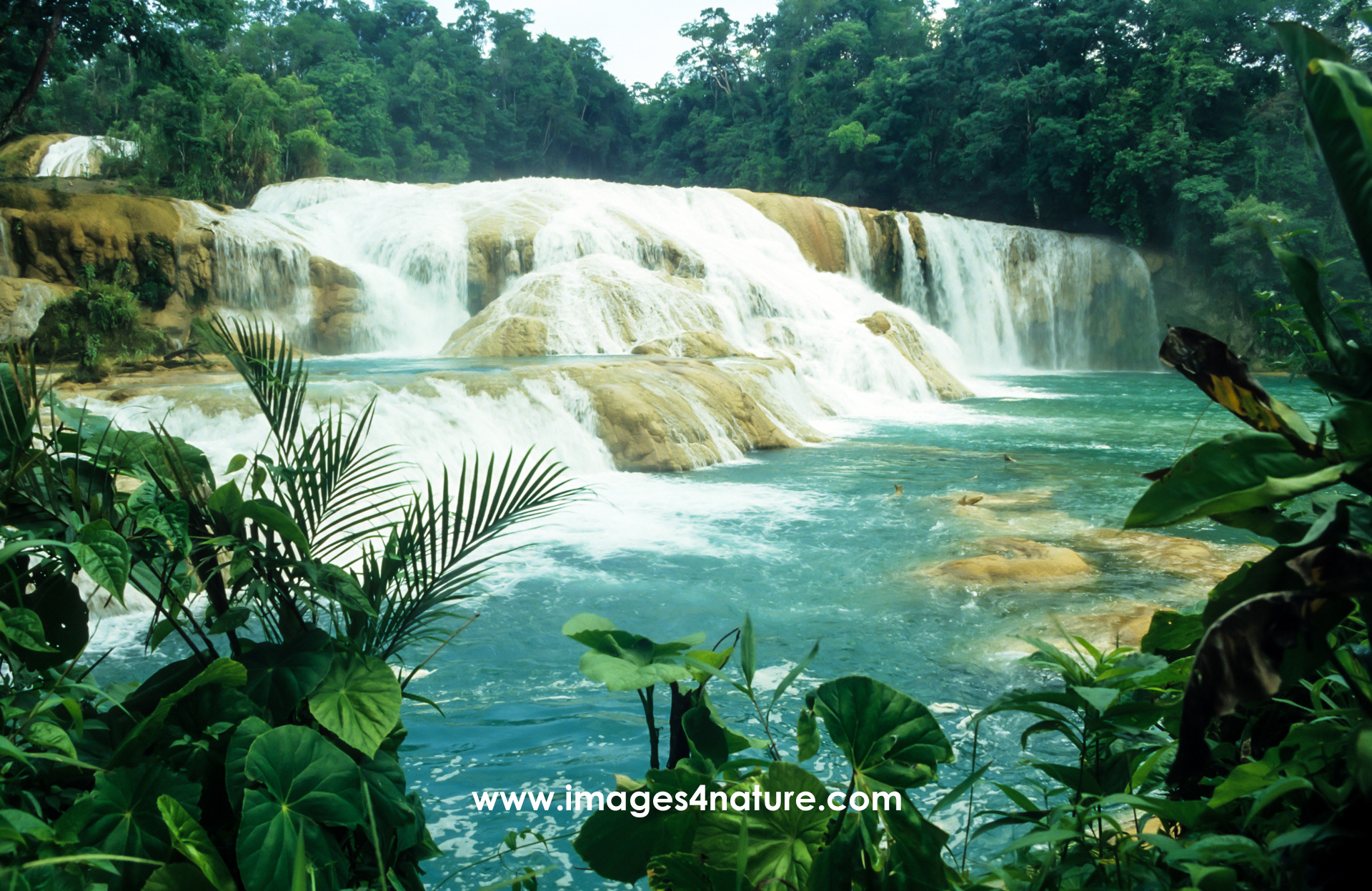 Panoramic view of the waterfalls of Agua Azul surrounded by tropical rainforest