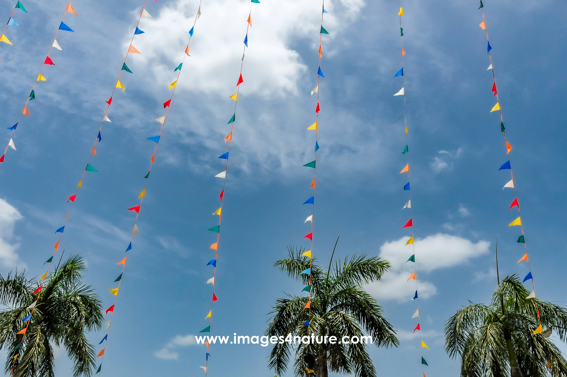 Ropes with multi-colored triangular flags and three palm trees against blue sky