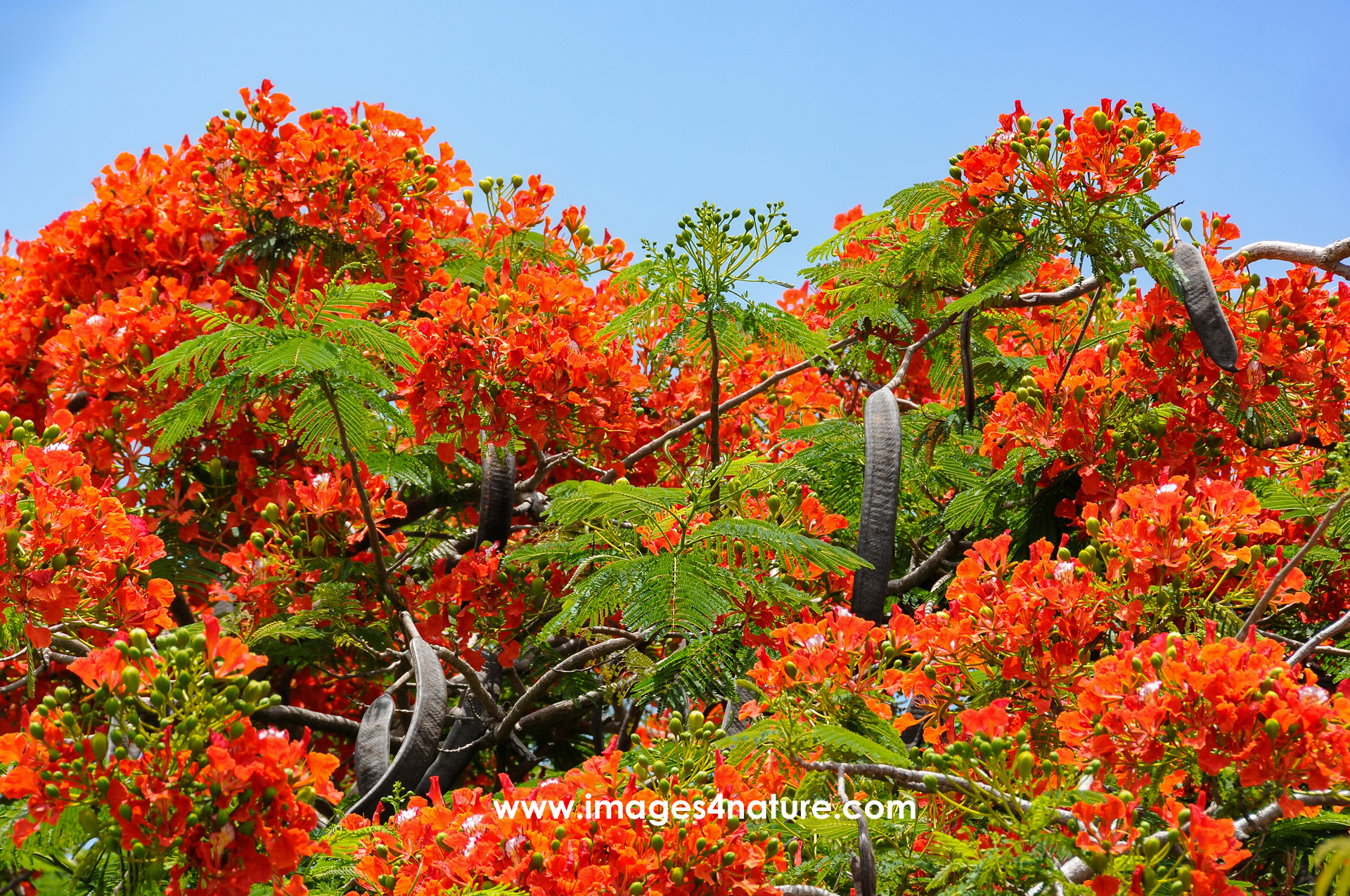 Close-up on the treetop of a Royal Poinciana with red flowers in full bloom against blue sky