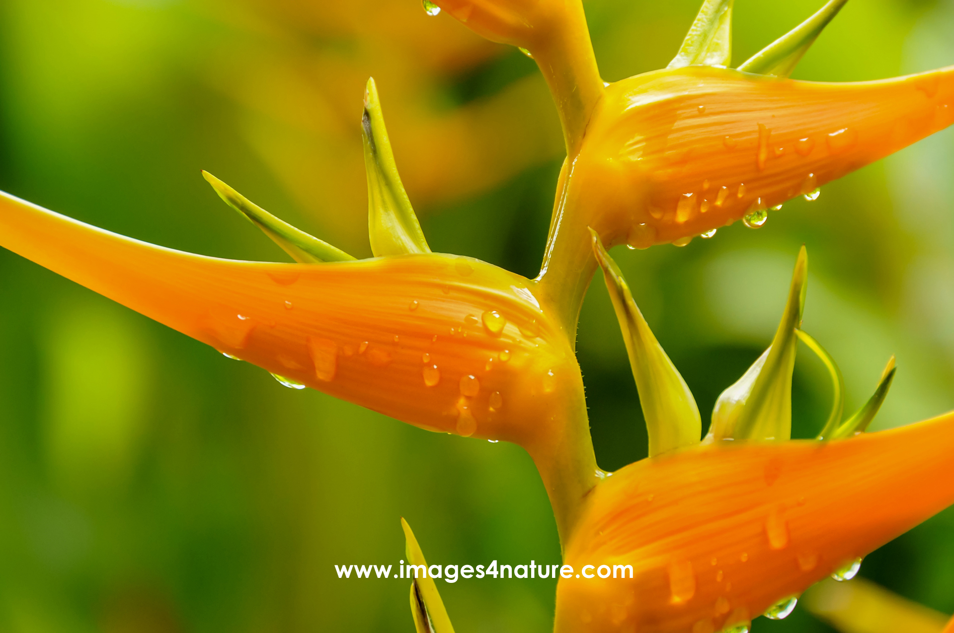 Close-up on the amazing orange blossoms of a parrot's flower against green background