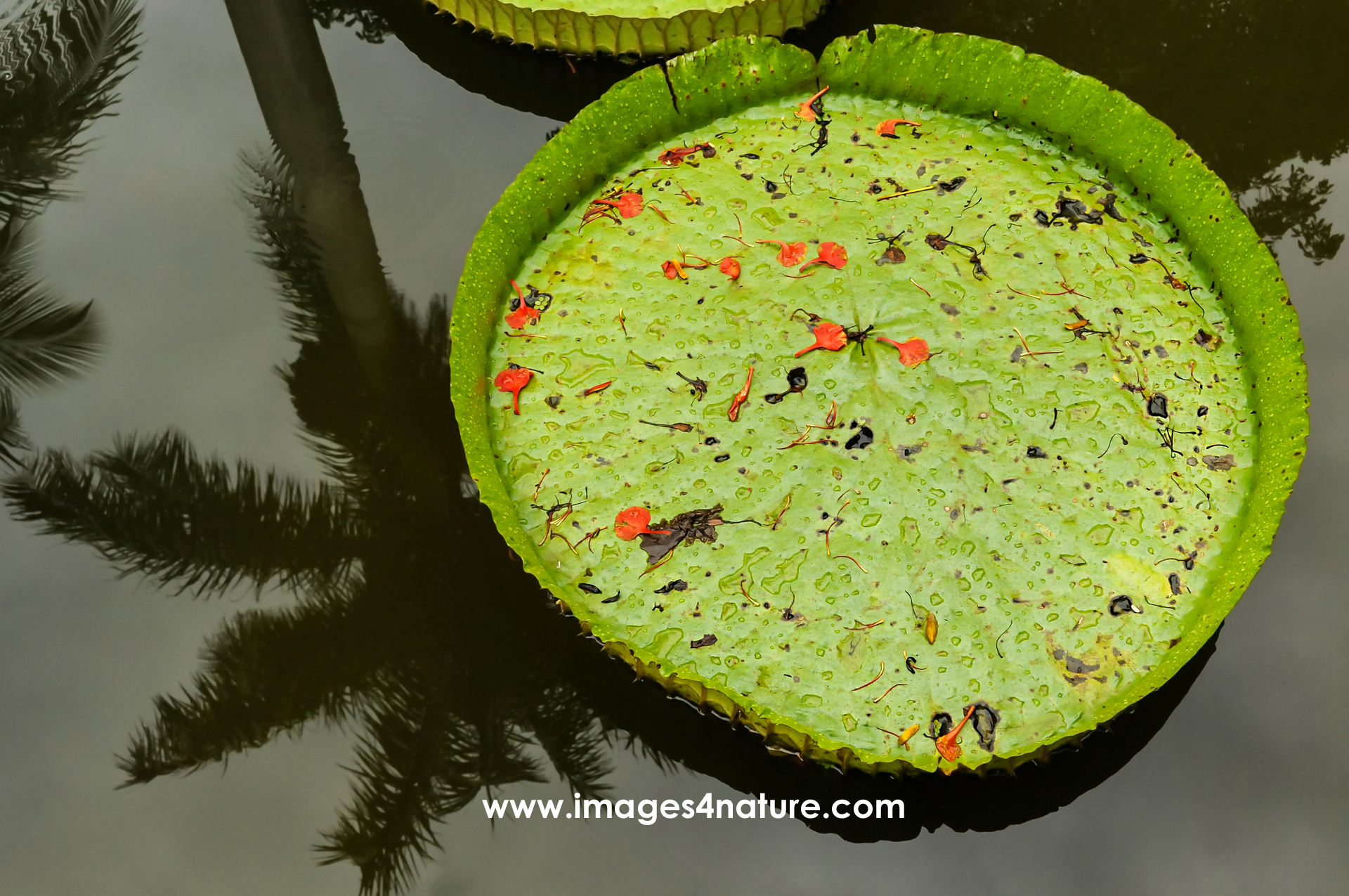 Giant leaf of a water lily floating in a pond with the reflection of a palm tree