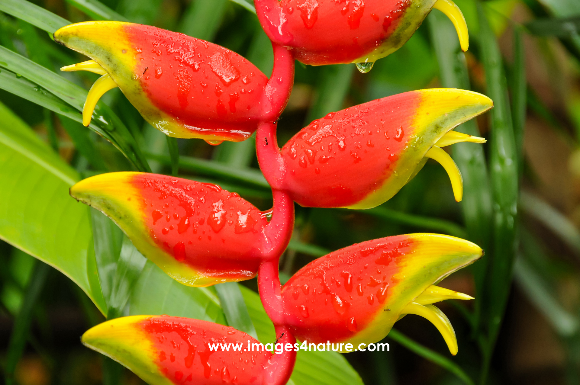 Partial view of a hanging lobster claw plant with five red and yellow flowers