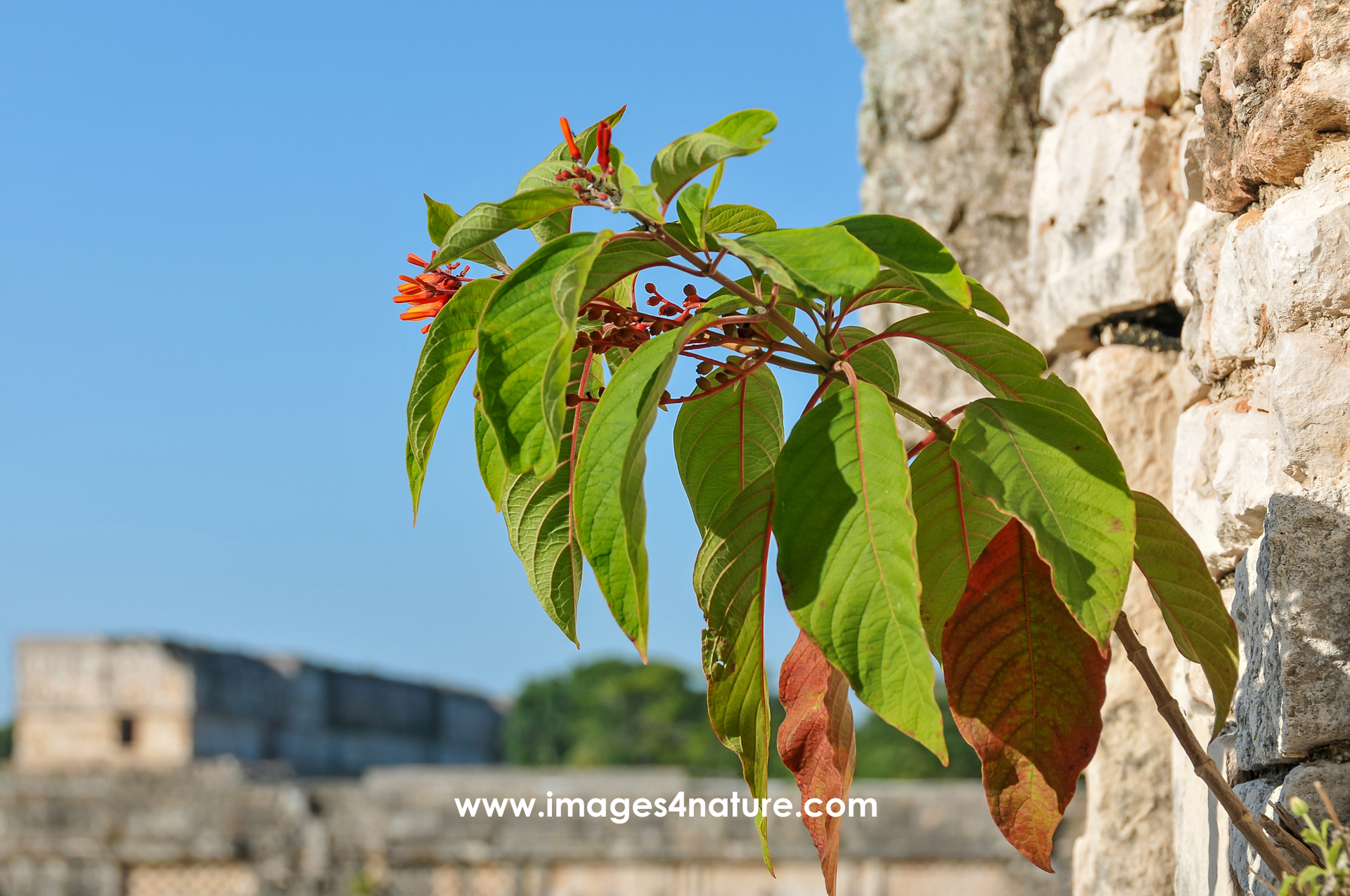 A plant with green leaves and red flowers growing out of the stones of Mayan ruins