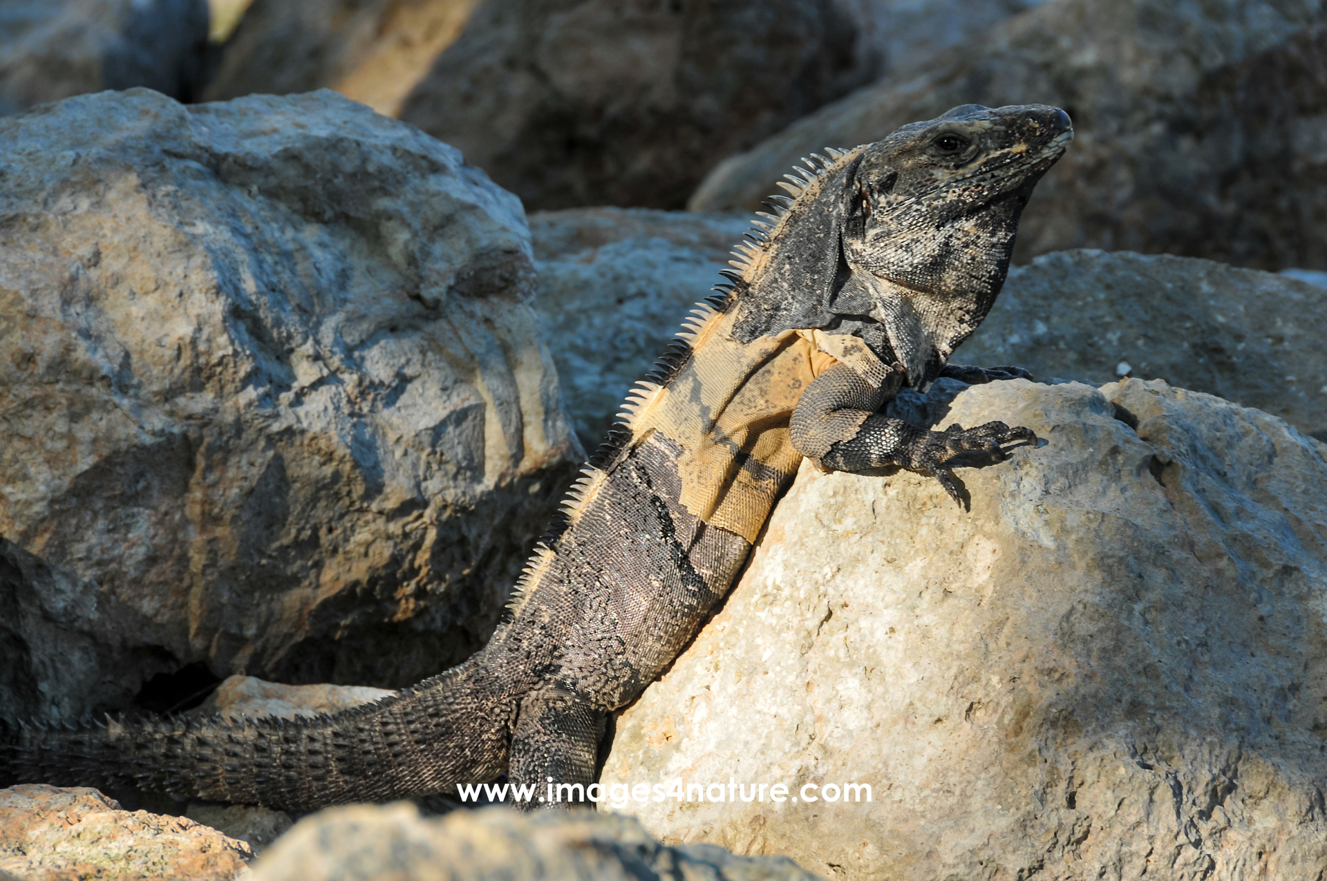 A spiny tailed iguana taking a sunbath on a stone boulder