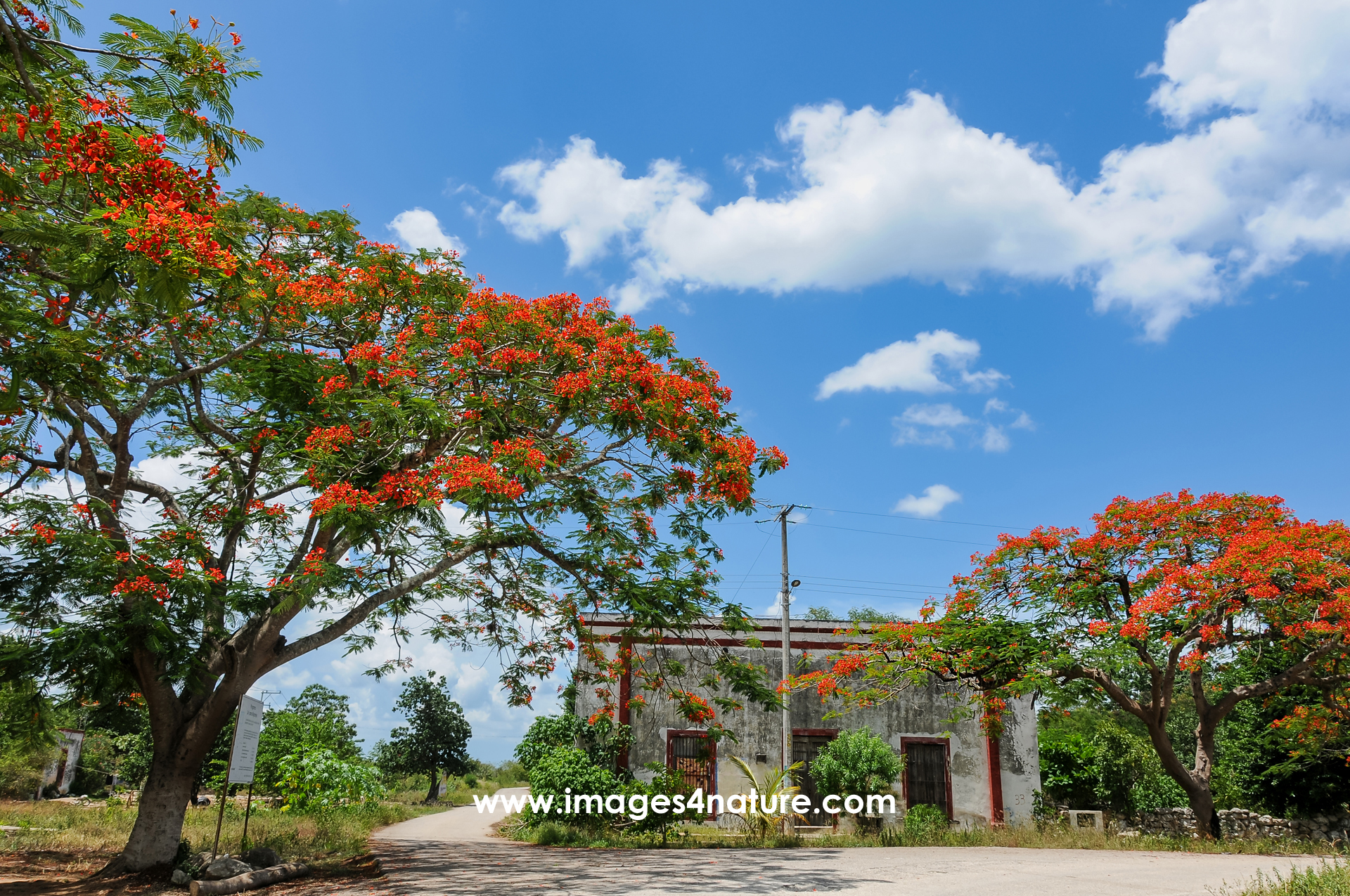 View of the road in a rural Mexican village with two tropical flame trees in full bloom