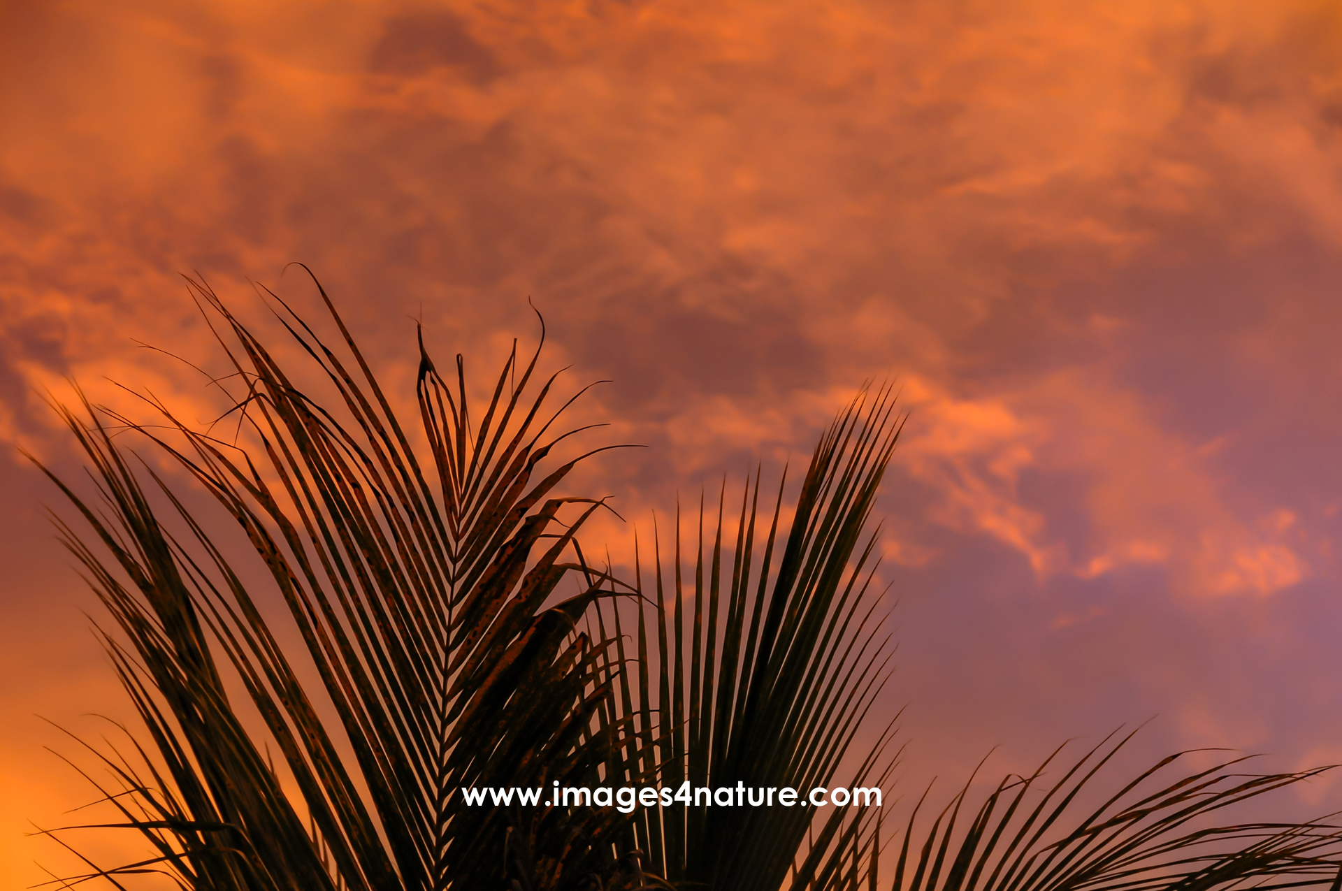 The evening light almost seems to reflect in the palm frond  If you have been to the tropics, you know that the transition between day and night happens a lot faster there compared to other parts of the world  And you frequently get spectacular sunsets with strong colors  Obviously, this looks a lot better if you have some clouds as well, as another object as contrast  I took a whole series of images on a beautiful evening on the greater Merida area in Mexico   Mérida, Mexico, July 2014   Image ID: 201407 MX 27