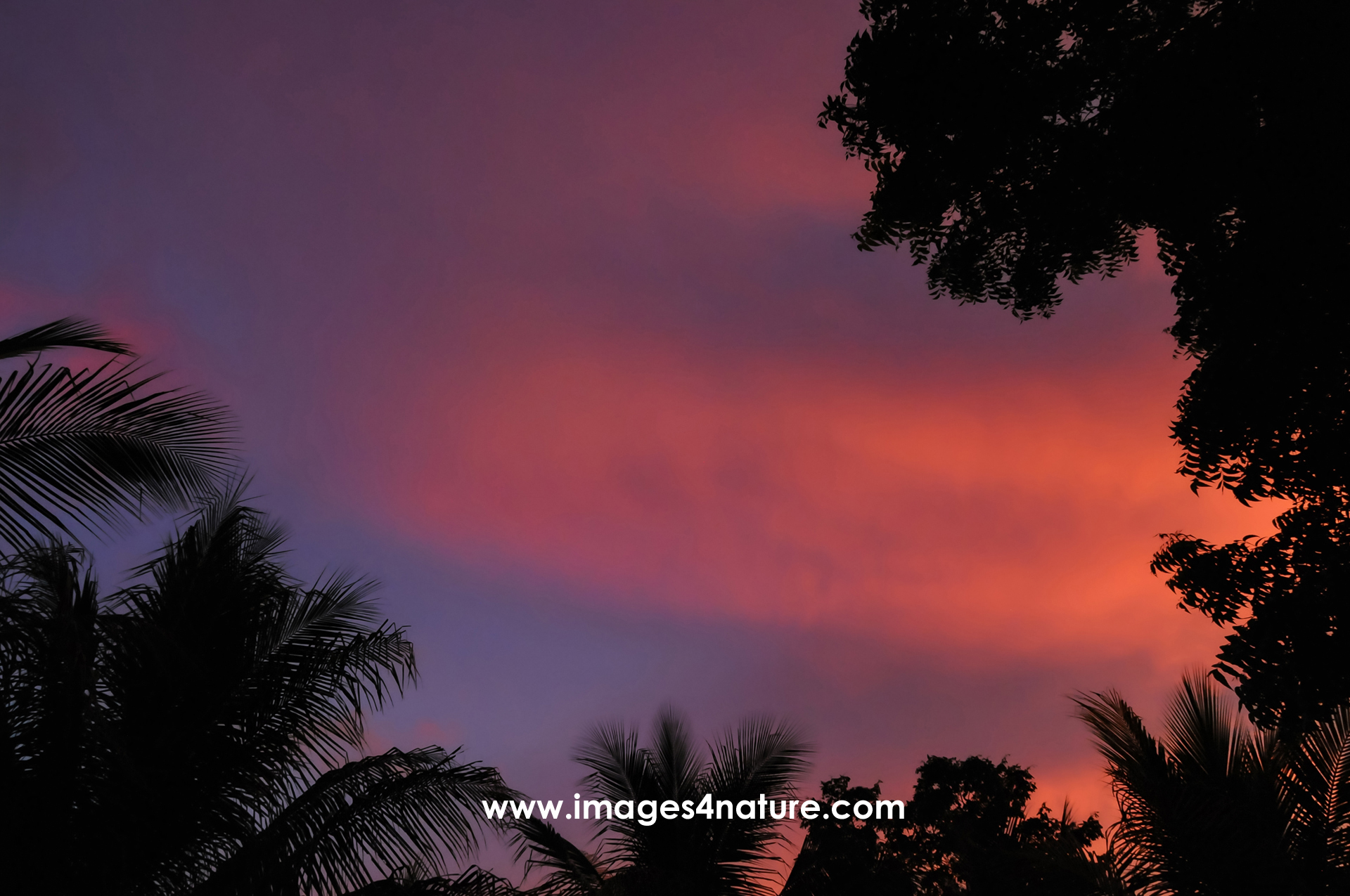 Blue hour evening sky with clouds framed by tree silhouette