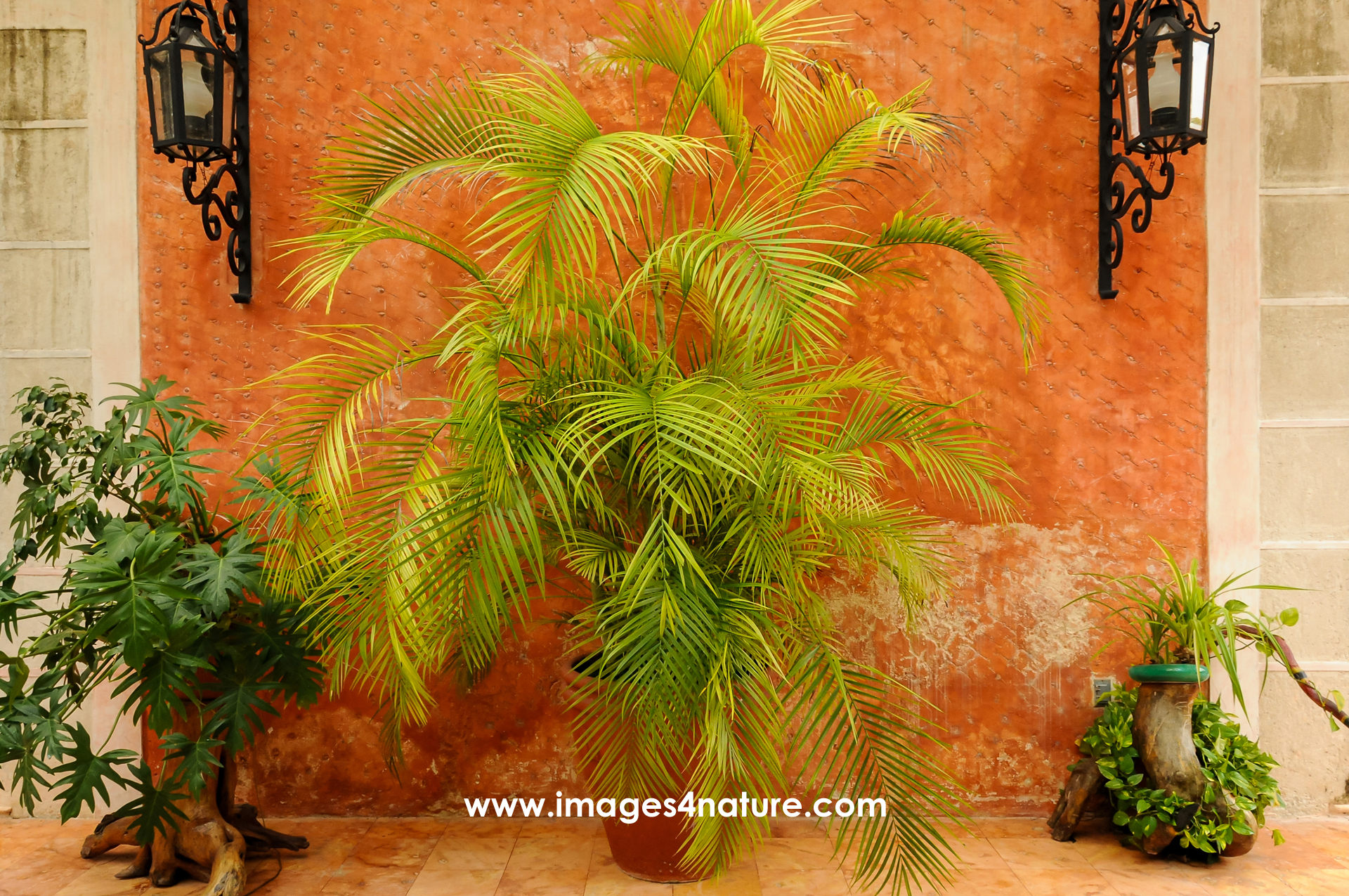 A beautiful arrangement of the green plants in flower pots with an orange wall bearing to metal lamps in the background