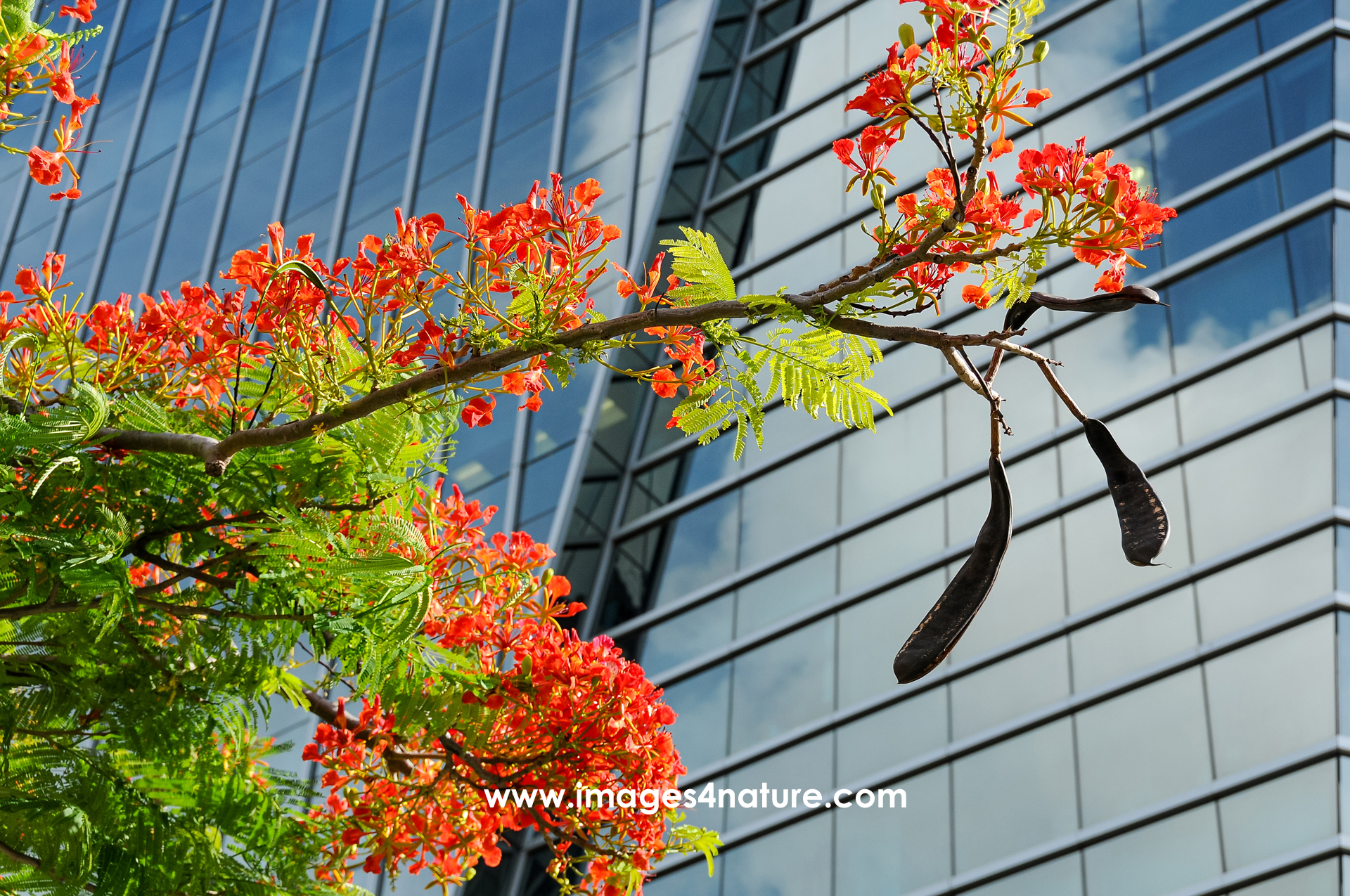 A branch of a tropical flame tree with red flowers in full bloom against modern glass facade