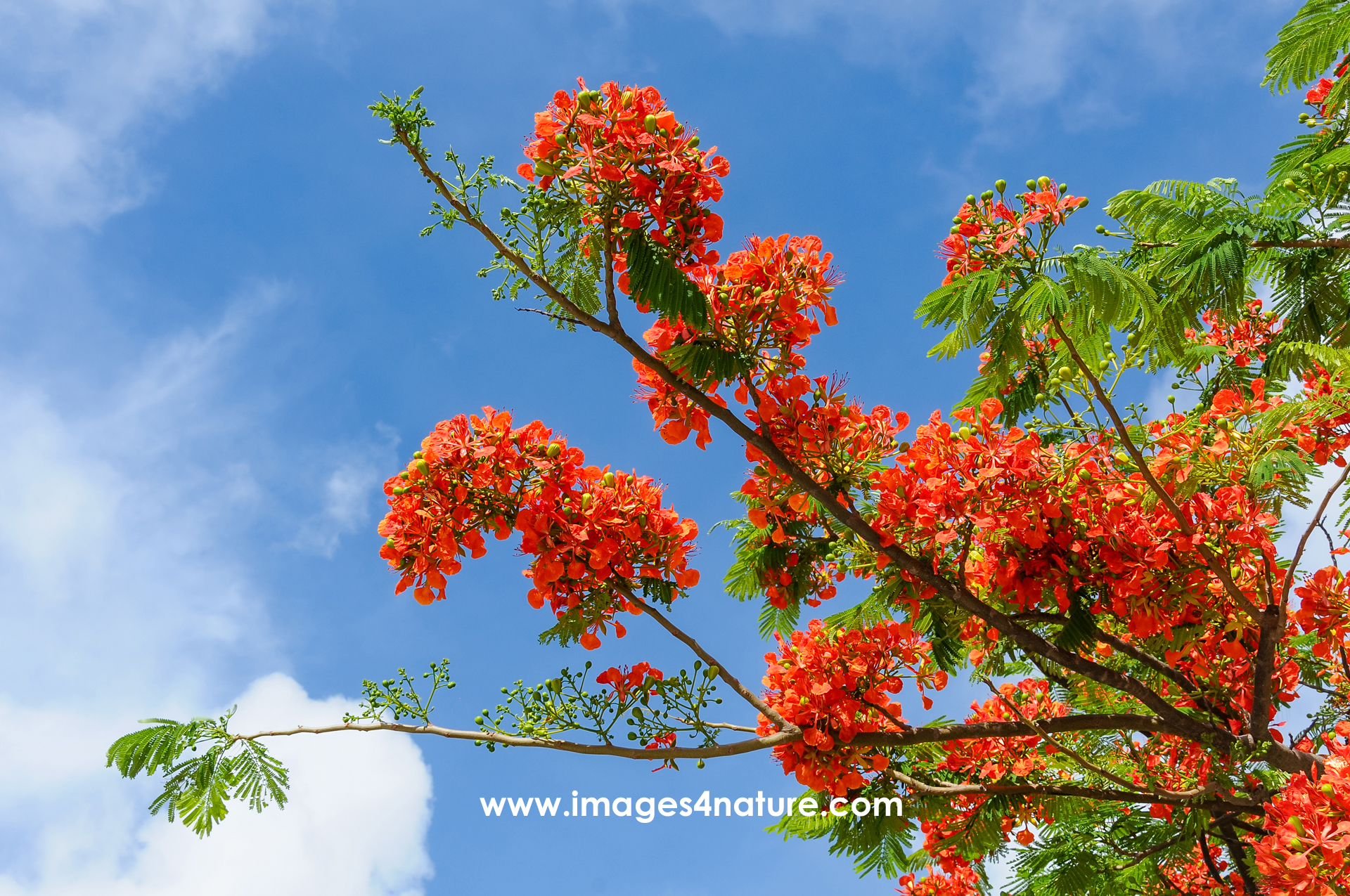 A branch of a tropical flame tree with red flowers in full bloom against blue sky