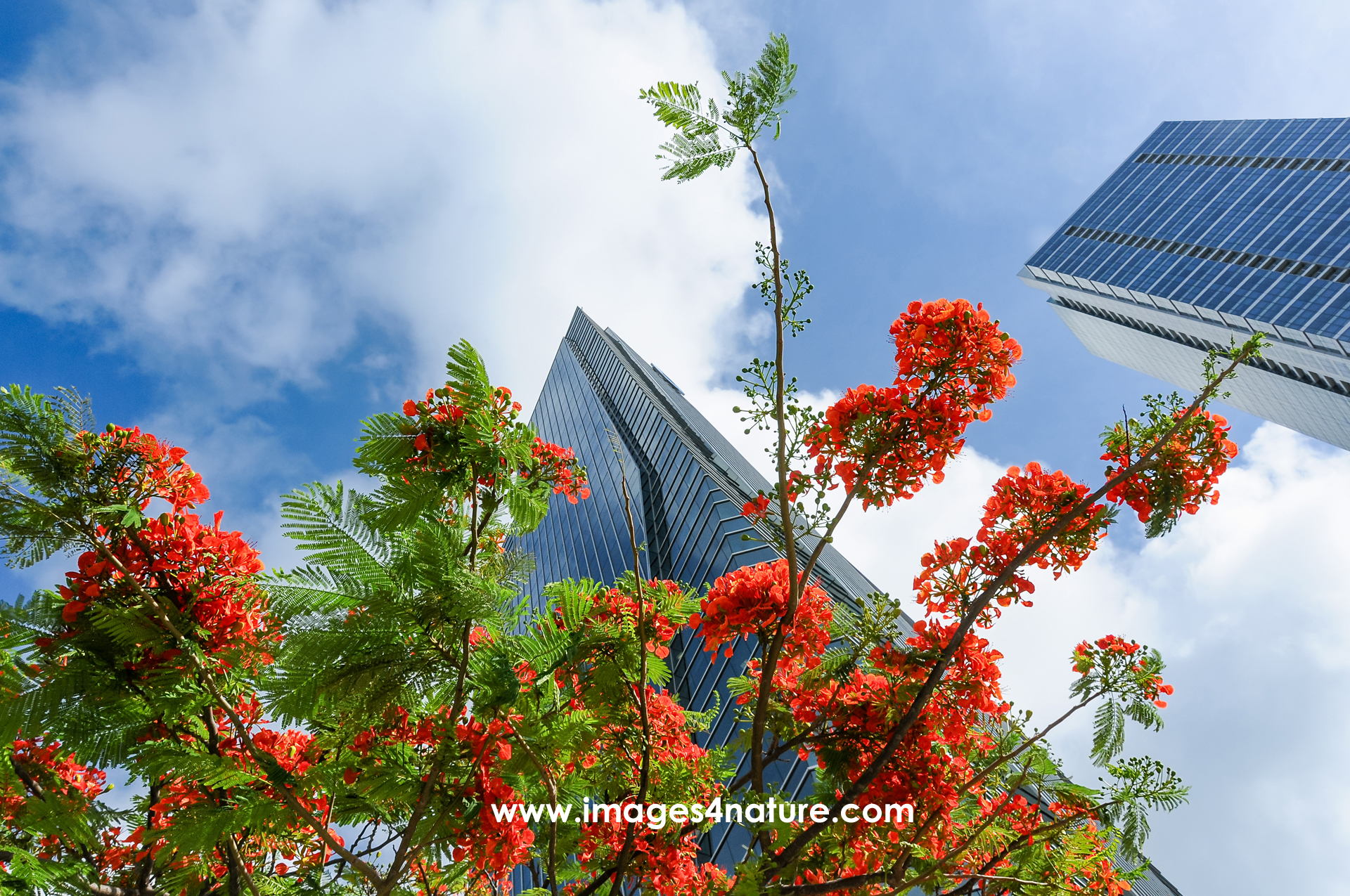 Low-angle view of a Royal Poinciana tree in full bloom with high-rise glass buildings in the back