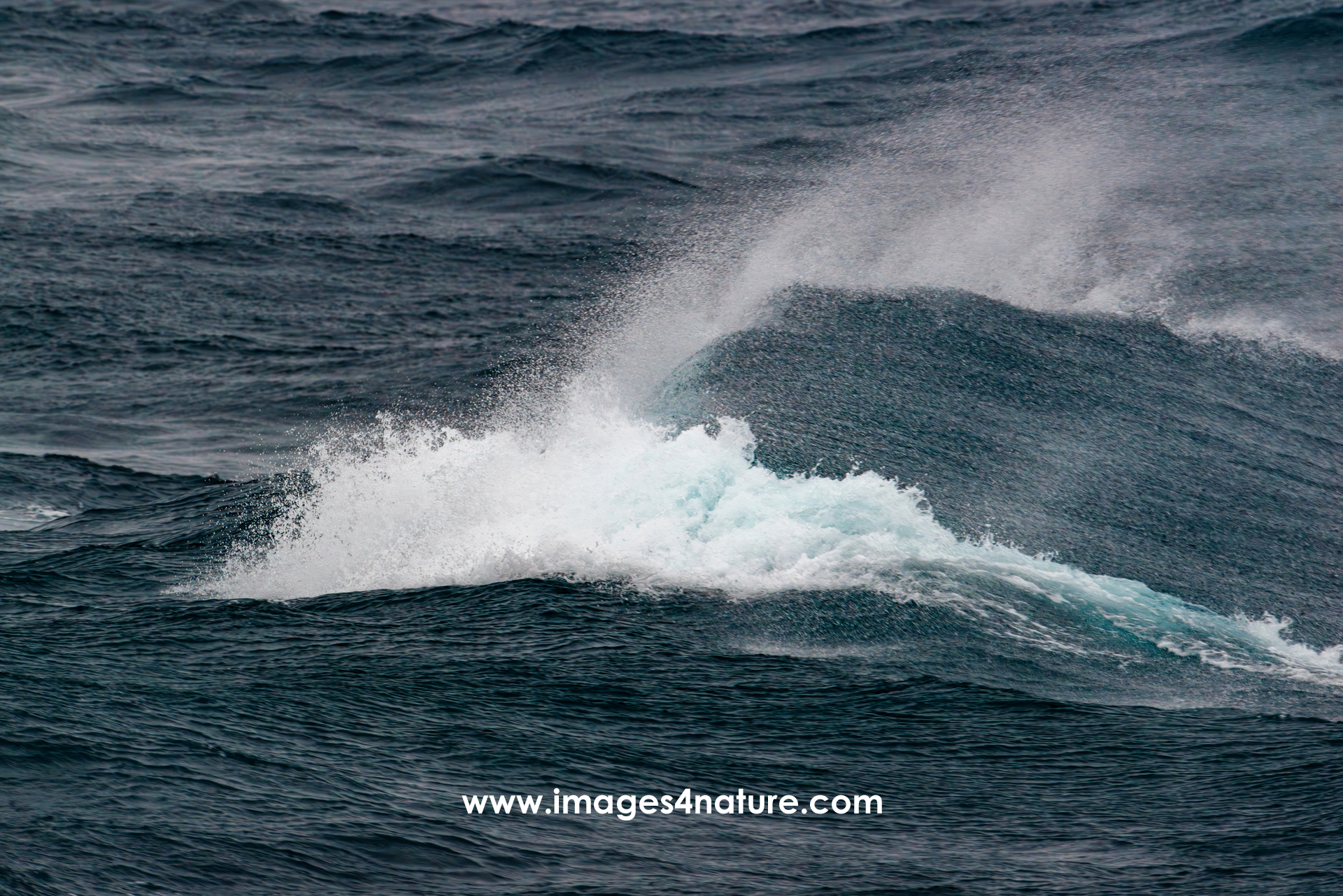 Close-up on a single wave during a storm, with water spraying from its top