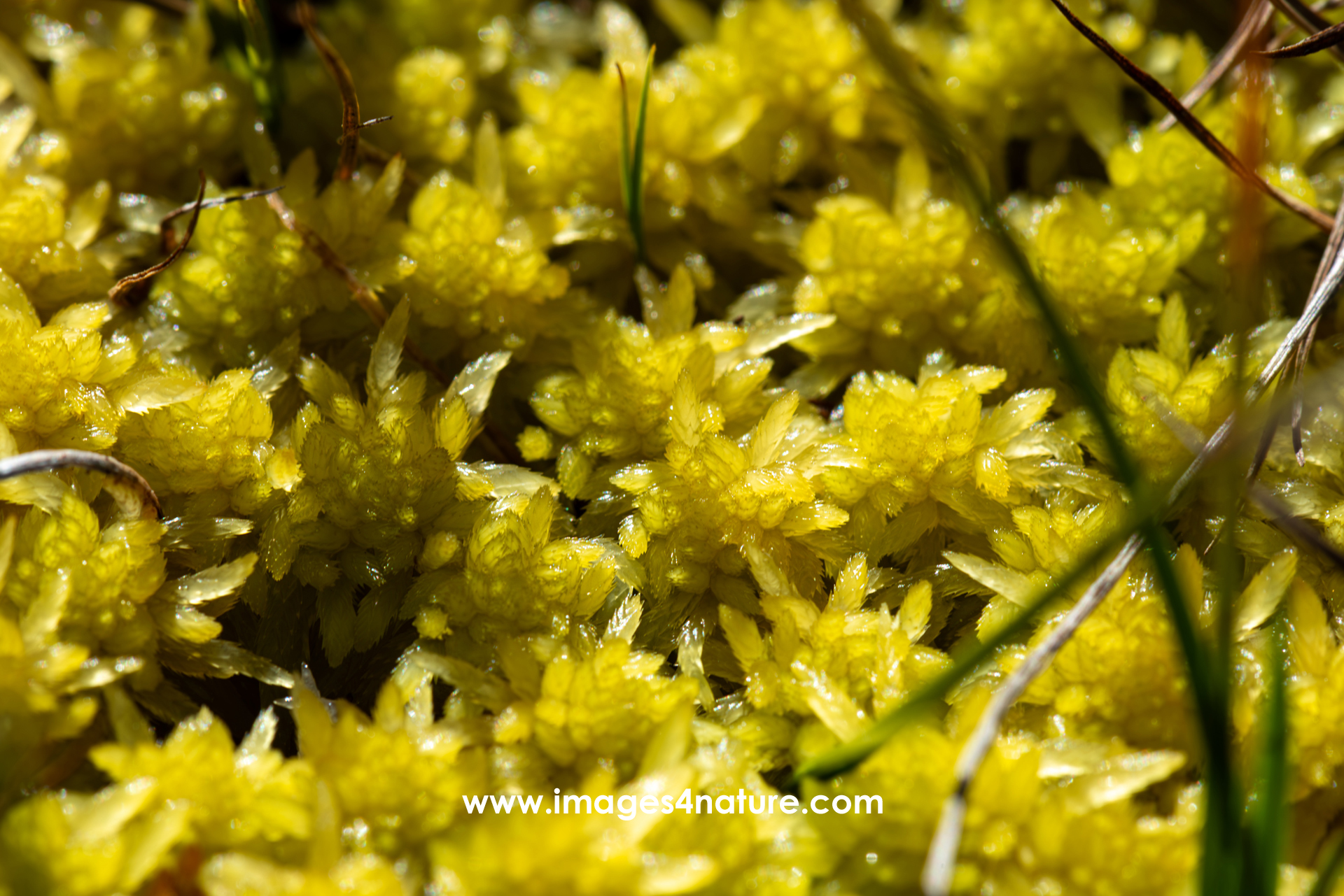 Macro-shot of yellowish arctic moss