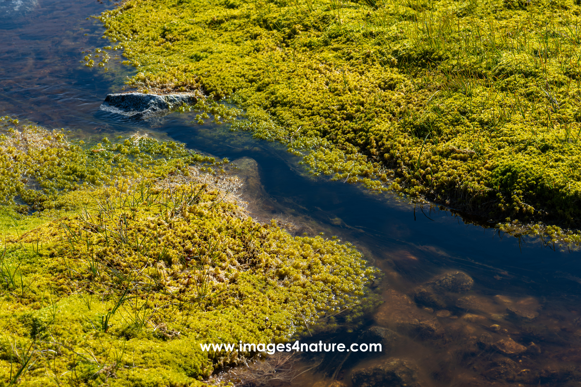 Moss- and water landscape in the arctic tundra (closeup)